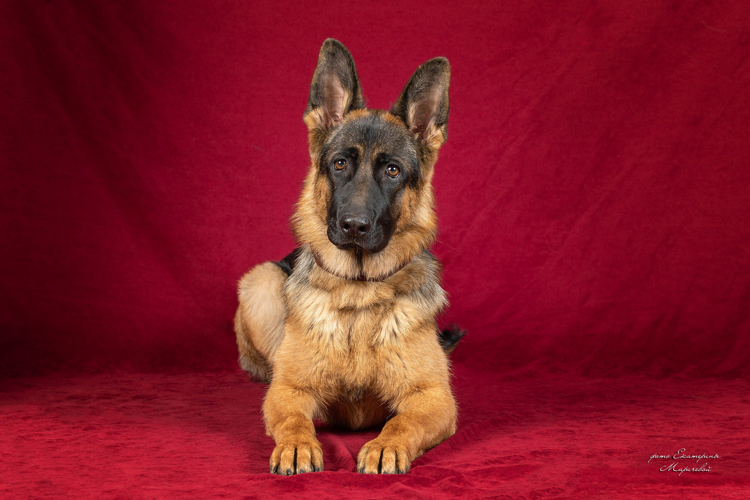 Фоны большого размера. Фотограф-анималист в Омске Екатерина Маричева