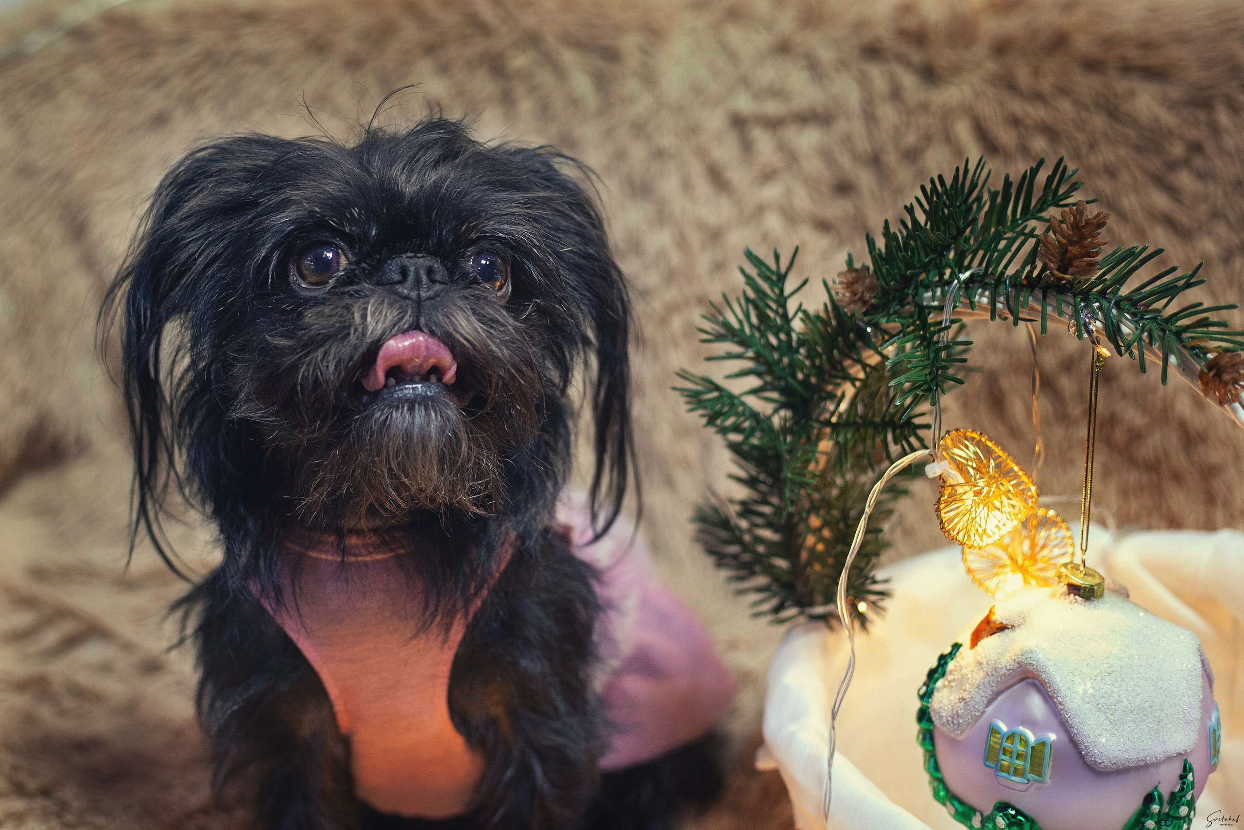 Собаки в домашних условиях. Slavilada-Лапки. Свет. Любовь… Профессиональная фотосессия питомцев Для памяти, пристройства и продажи. Хабаровск