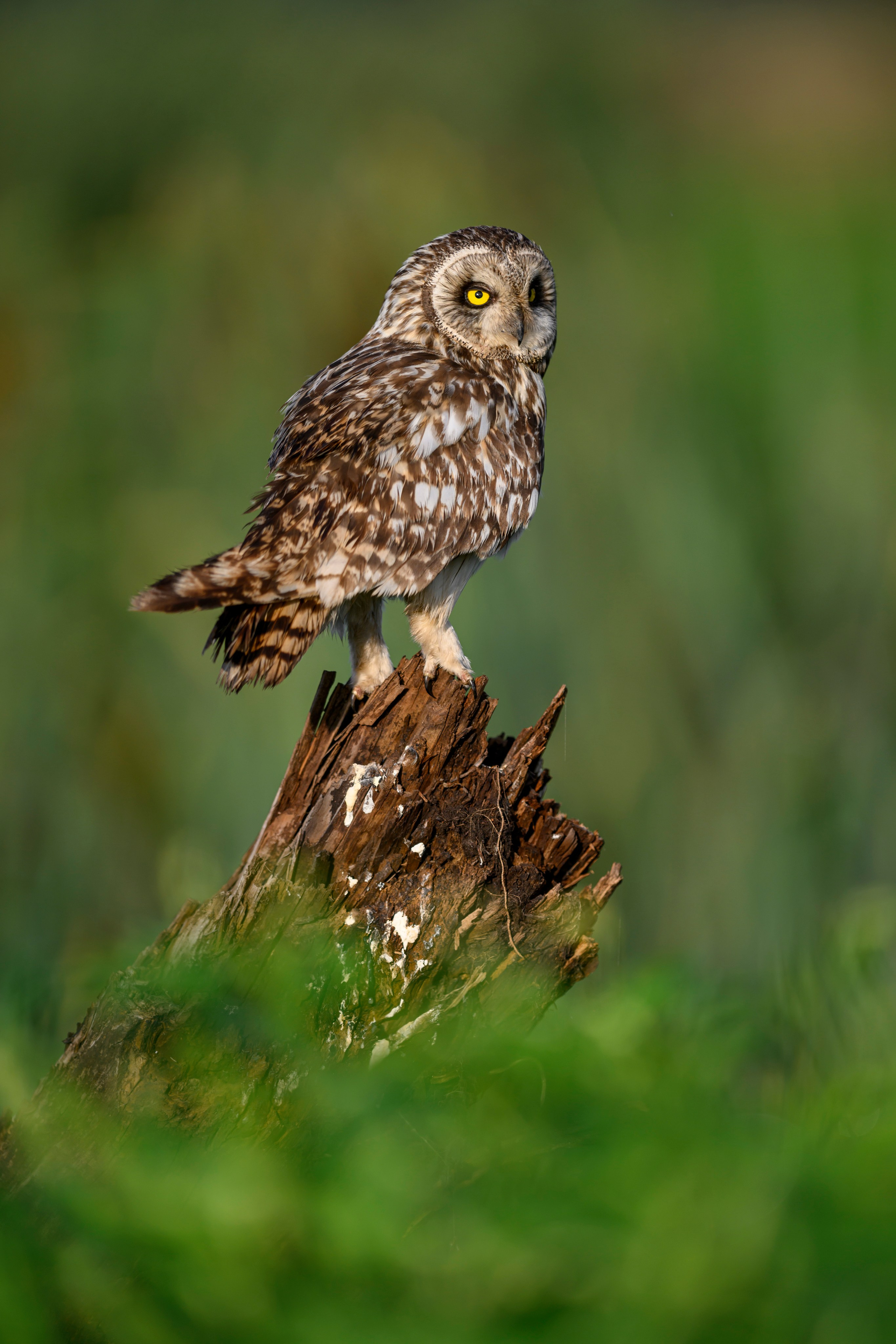 Сова на рассвете. Owl at dawn. Wildlife photography by Sergey Puponin