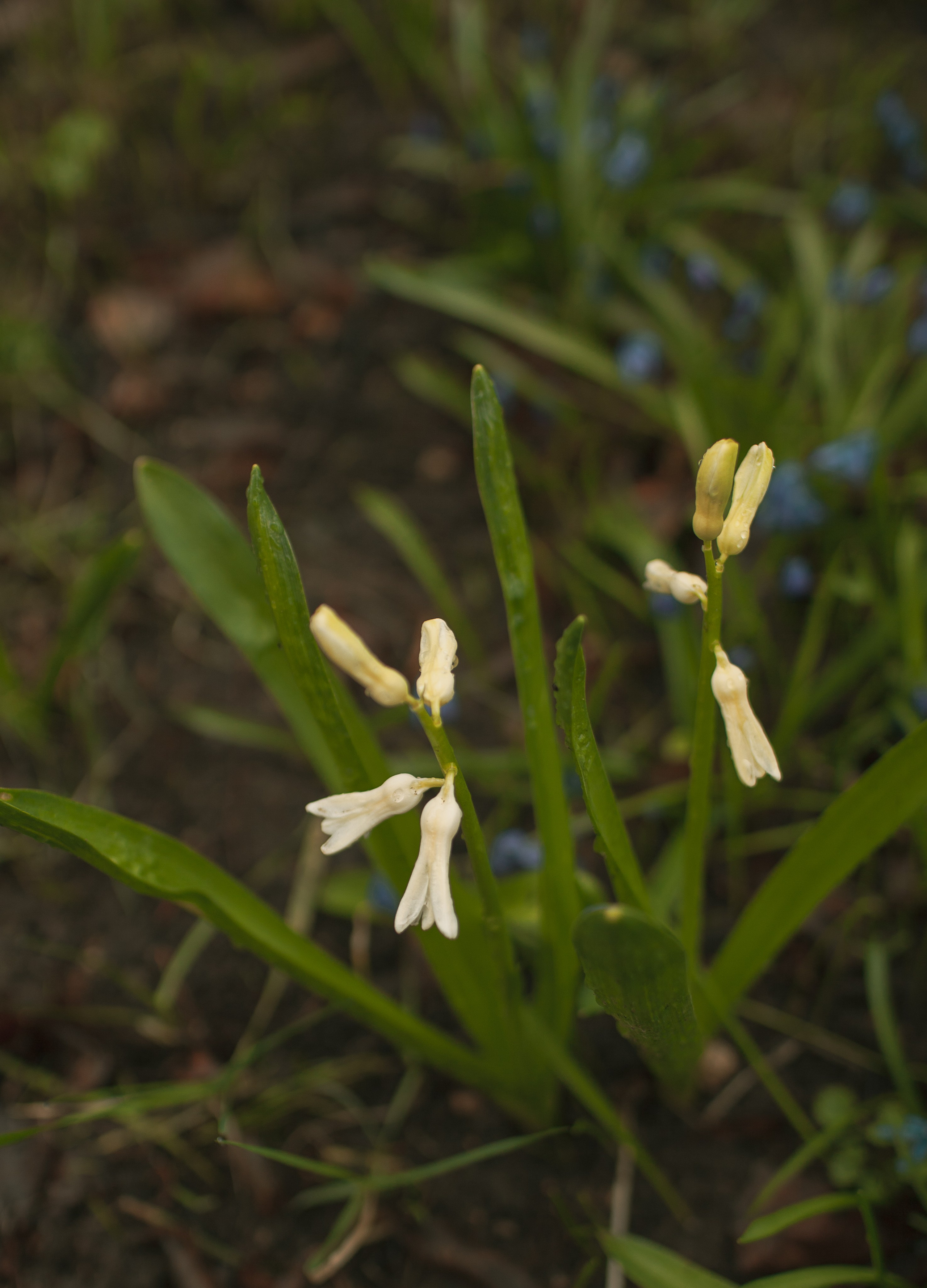 Пробуждение весны