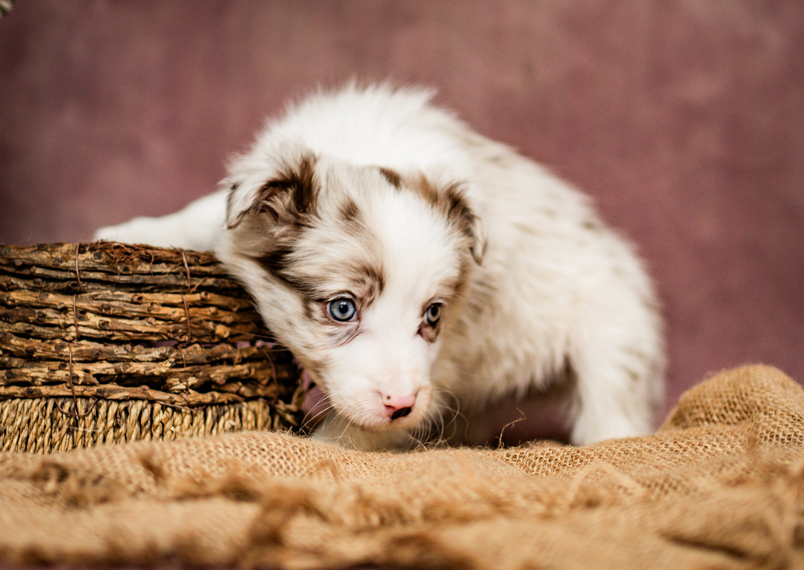Фритсвит. Семейный фотограф Ефремова Виктория