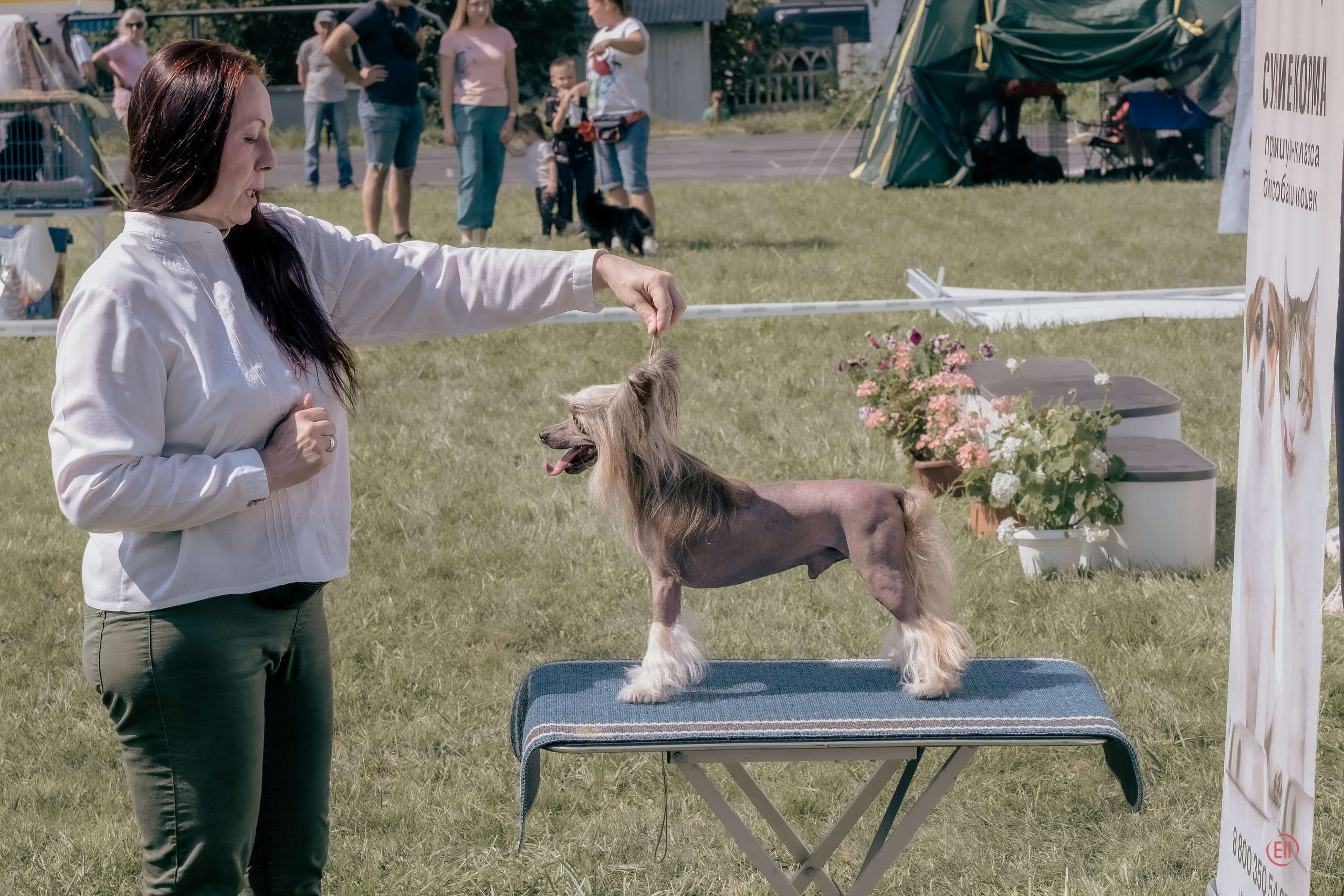 20.08.2023 Тула. Выставка собак