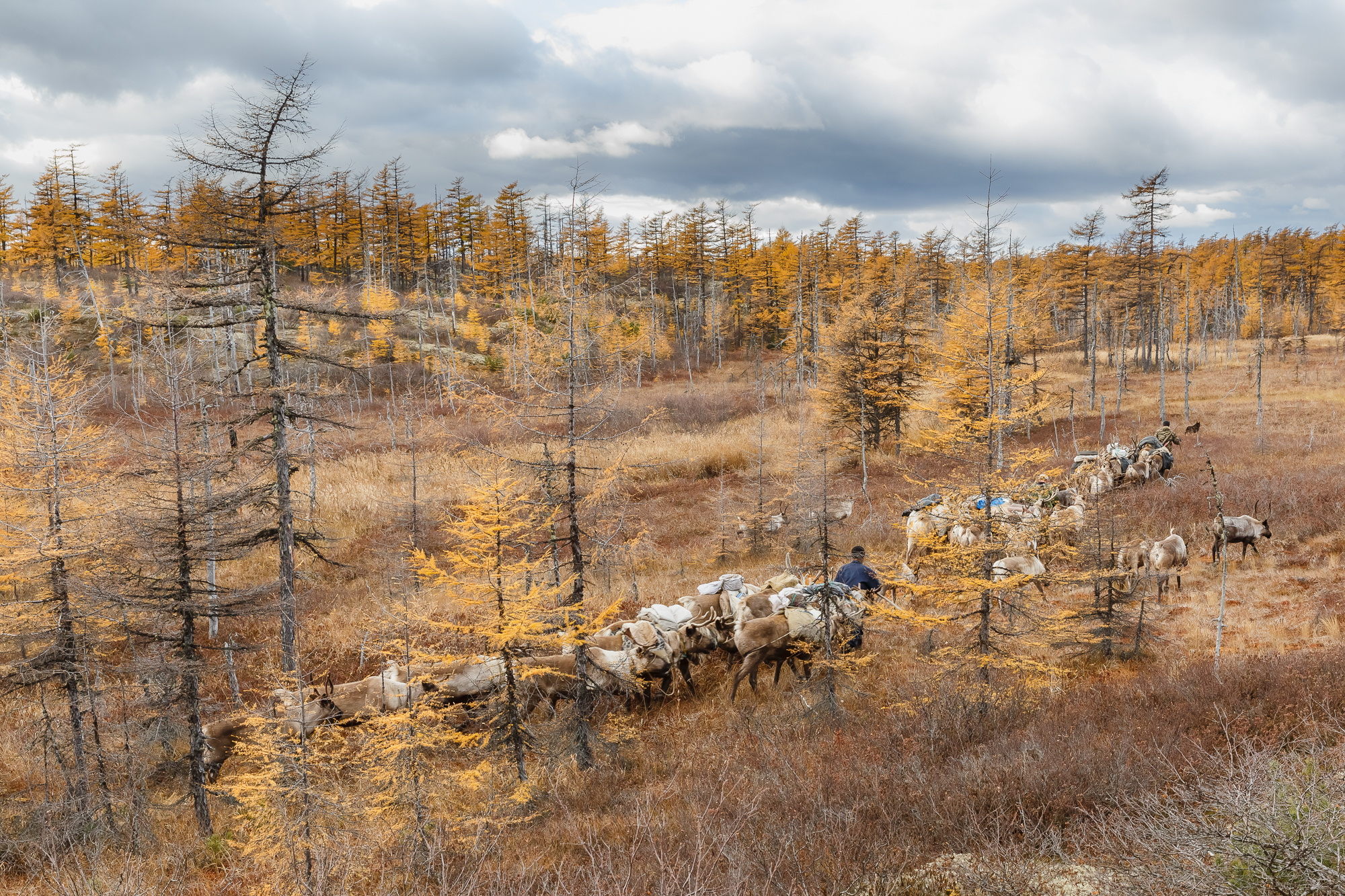 Сахалин, Сахалинская область, Sakhalin, орочены, уйльта, оленеводы, тундра