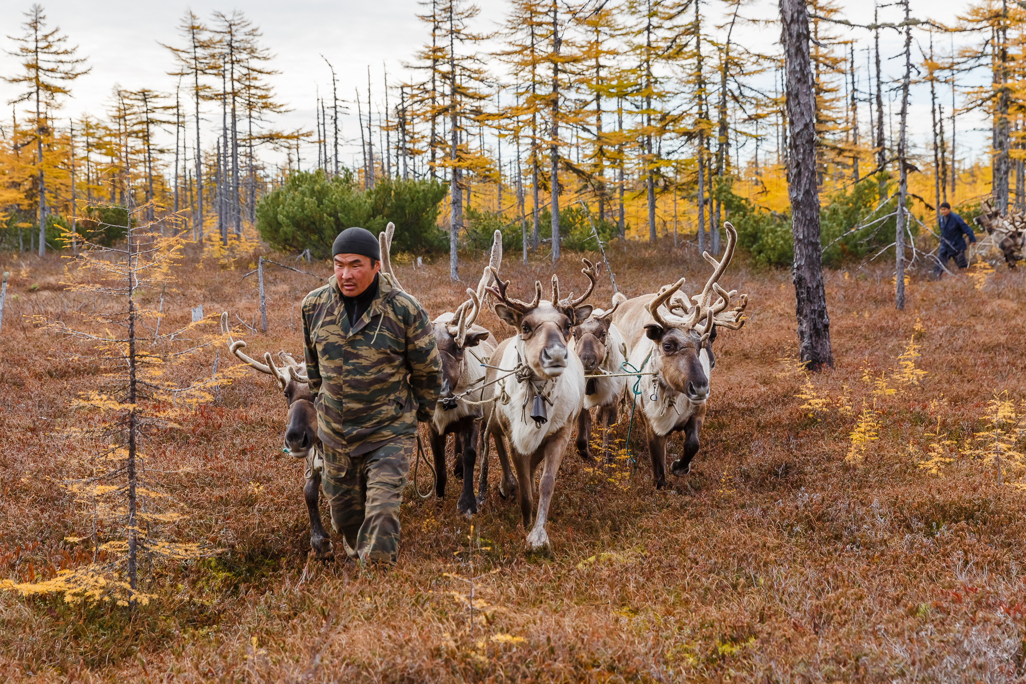 Сахалин, Сахалинская область, Sakhalin, орочены, уйльта, оленеводы, тундра