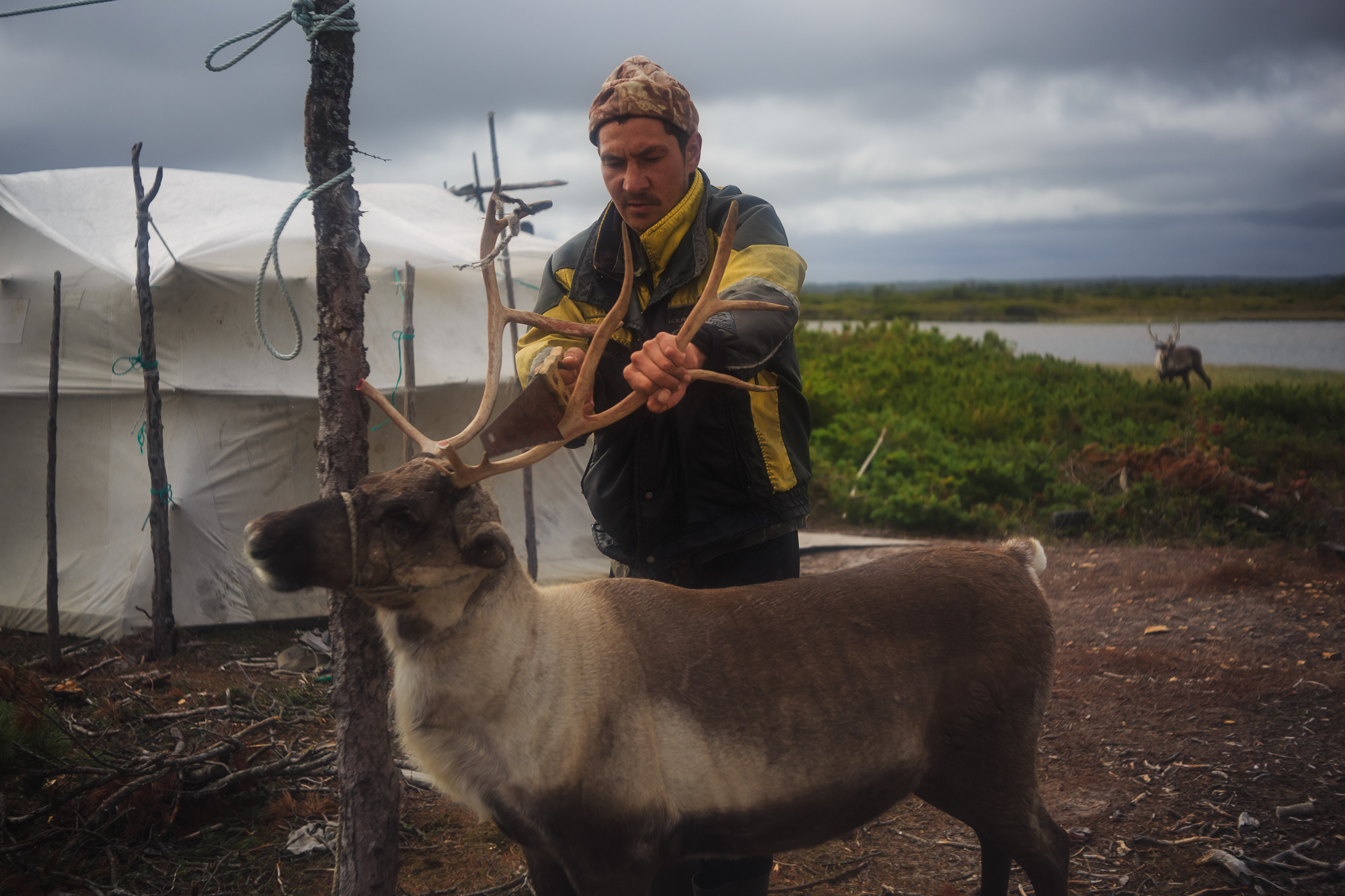 Сахалин, Сахалинская область, Sakhalin, орочены, уйльта, оленеводы, тундра