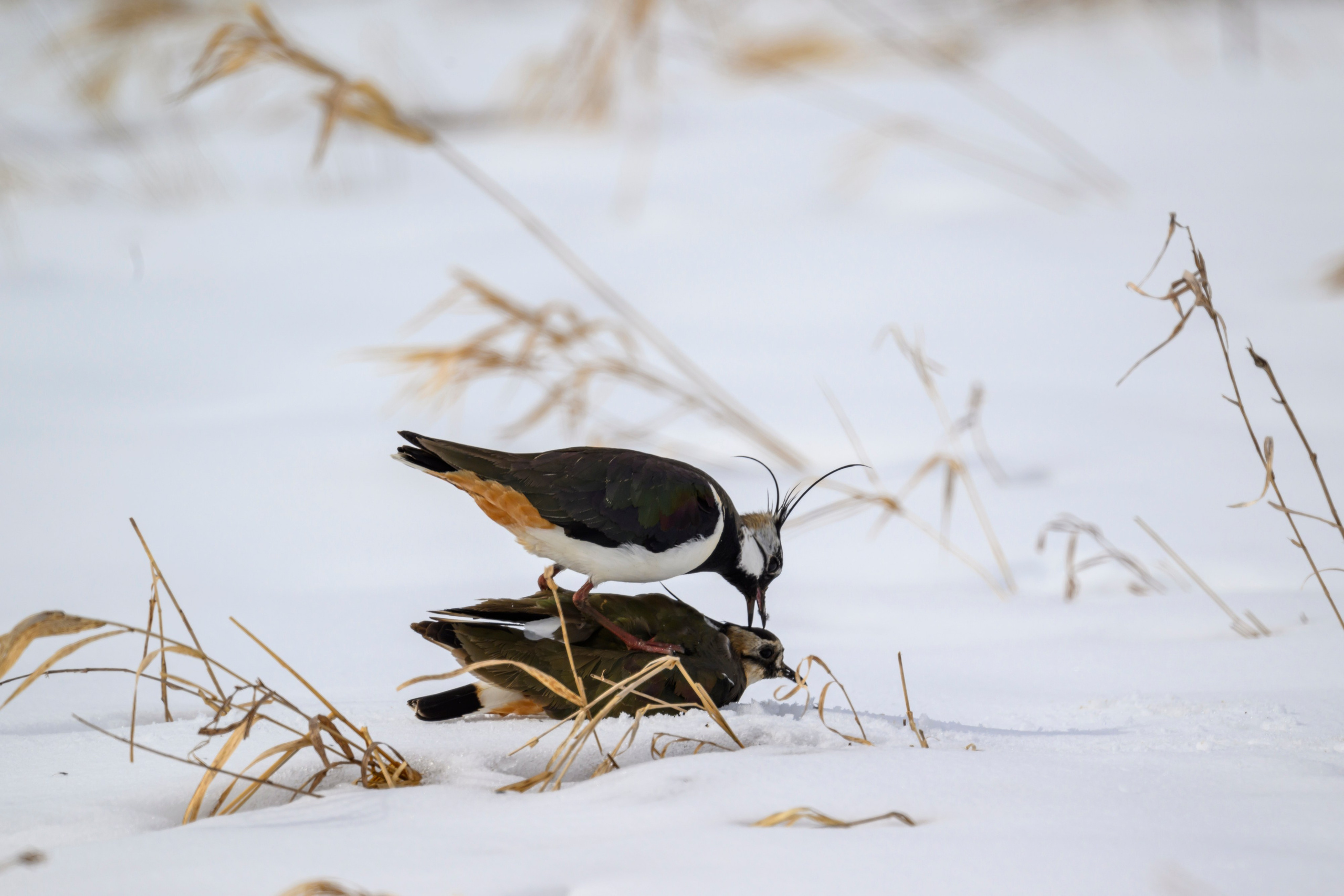 Сова, журавли и свадьба чибисов. Wildlife photography by Sergey Puponin