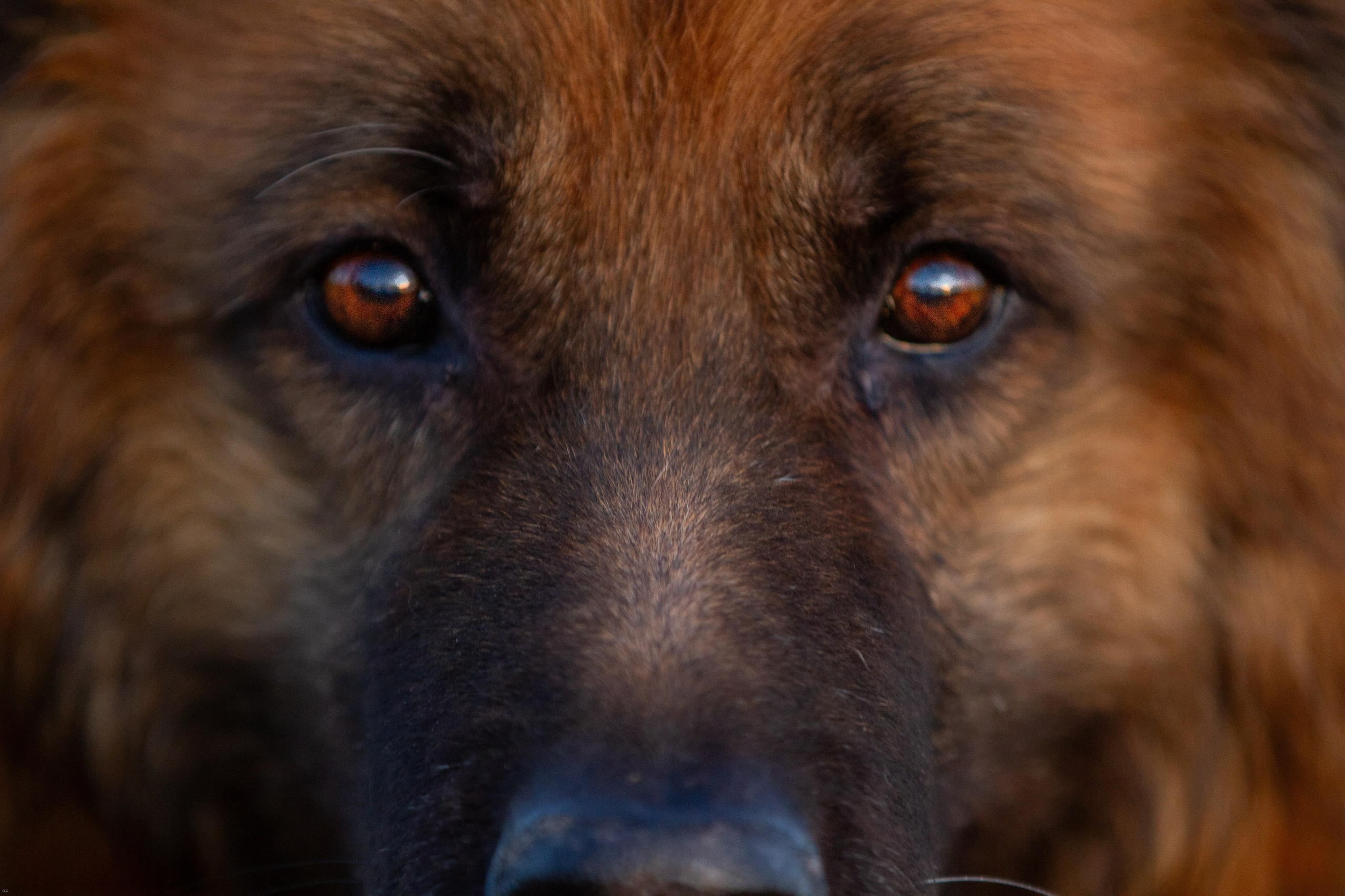 Онлайн-курс по съемке собак. Фотограф Анастасия Ветковская, Москва