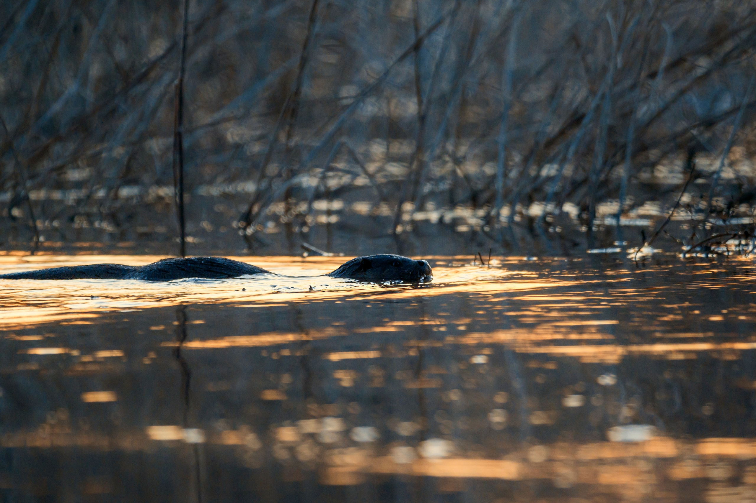 Выдры. Фотограф Сергей Пупонин