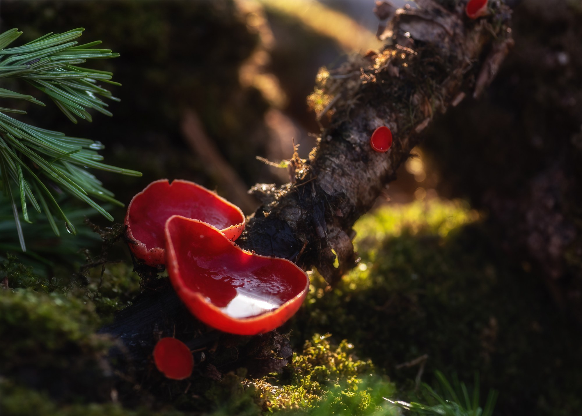 Эльфийские чаши. Грибы саркастома. Граница Национального парка "Салаир", Тогульский район, май 2022