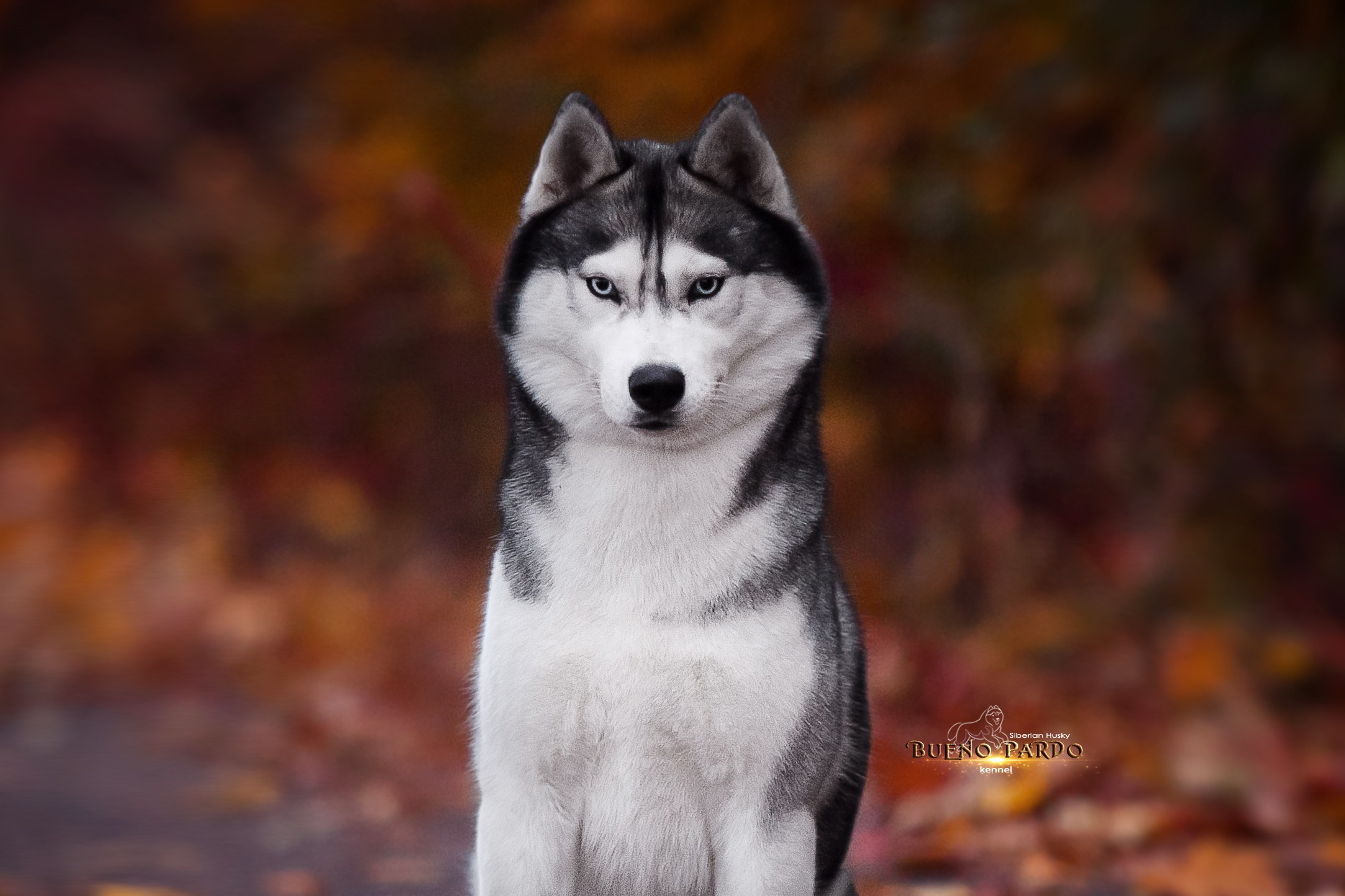 Собаки питомника Bueno Pardo. Питомник собак Акита, Хаски, Корги