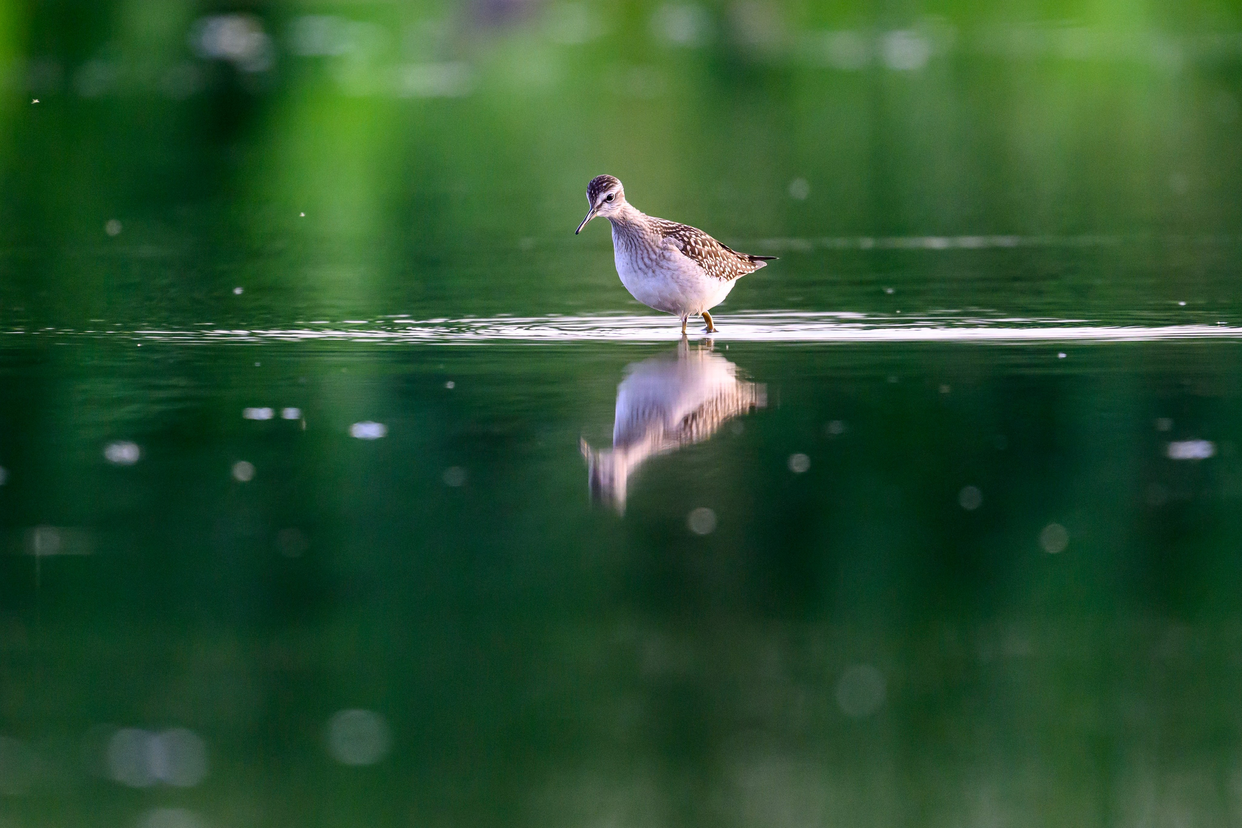Веретенники, фифи и турухтаны. Godwits, Wood sandpipers and Ruffs. Фотограф Сергей Пупонин