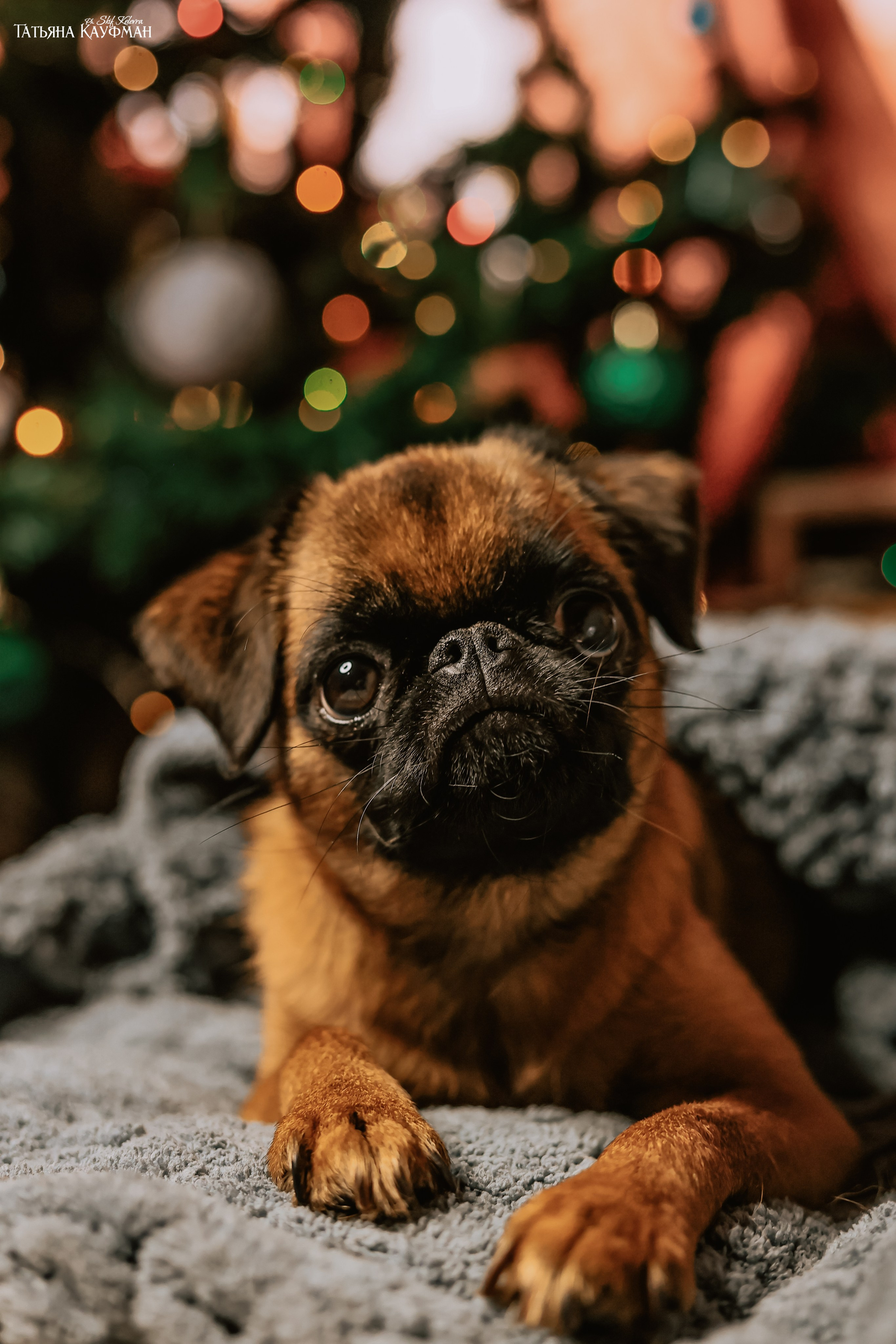 Малый брабансон, фотография брабансон, красивая собака, фотограф анималист, фотокурс Анималистика, научиться фотографировать собак, фотограф Новосибирск