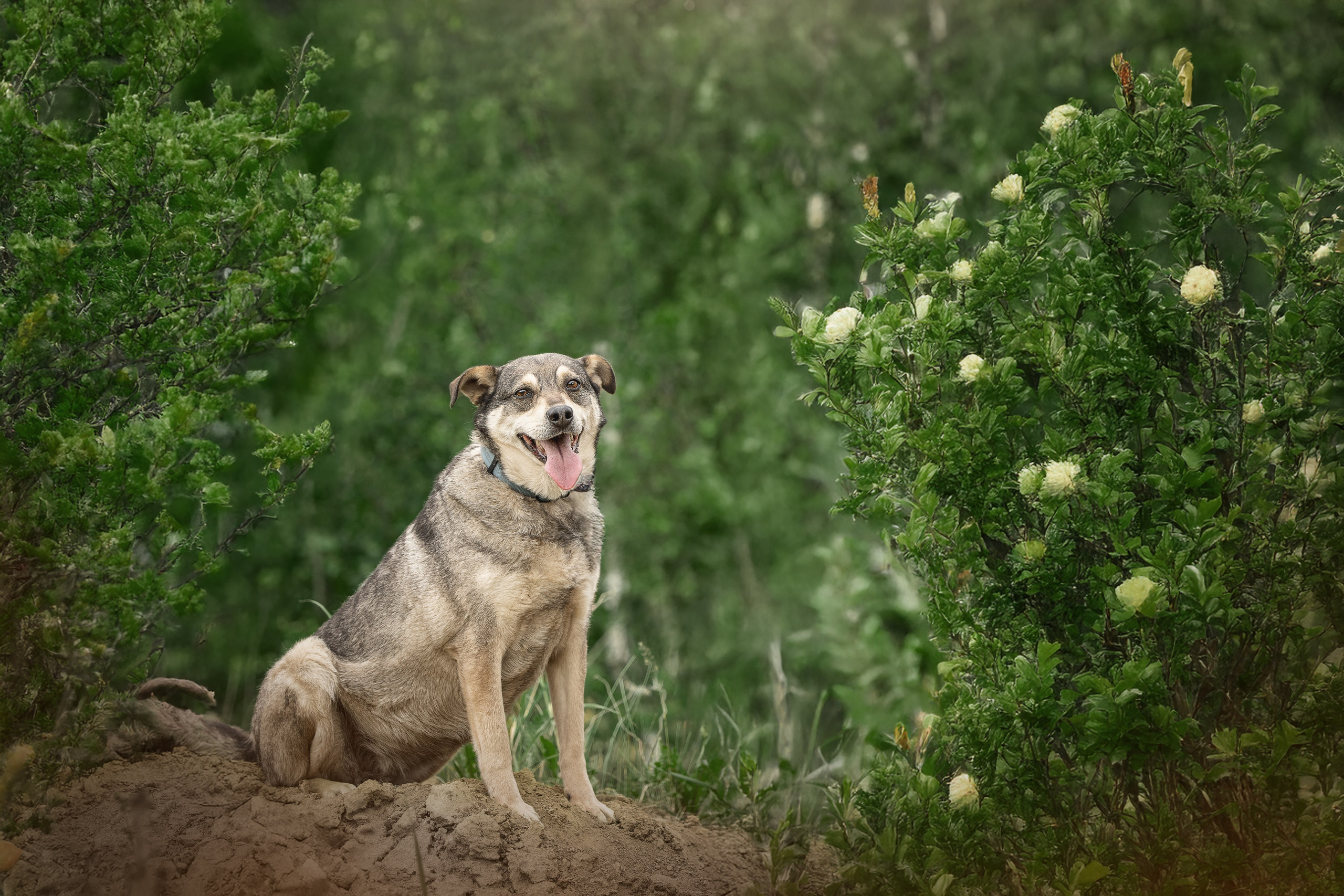 ИЩУТ ДОМ. Фотограф-анималист в Москве и Подмосковье