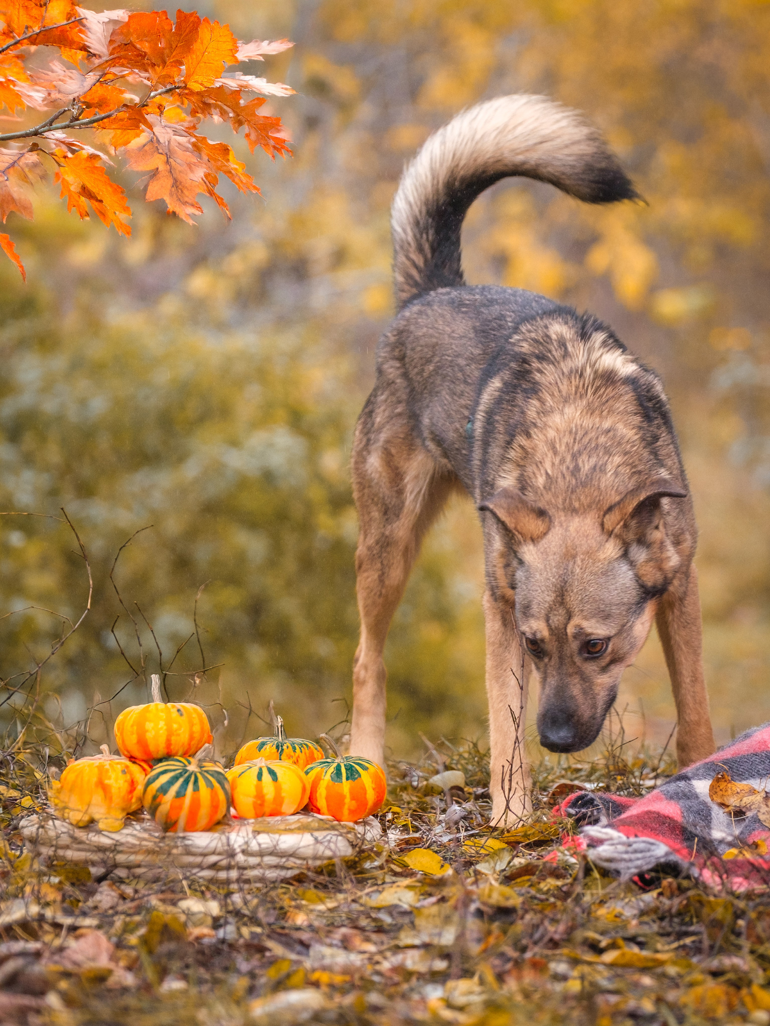 Съемки для пристройства!. Зоофотограф, фотограф животных в Москве и области Дина Дамоцева