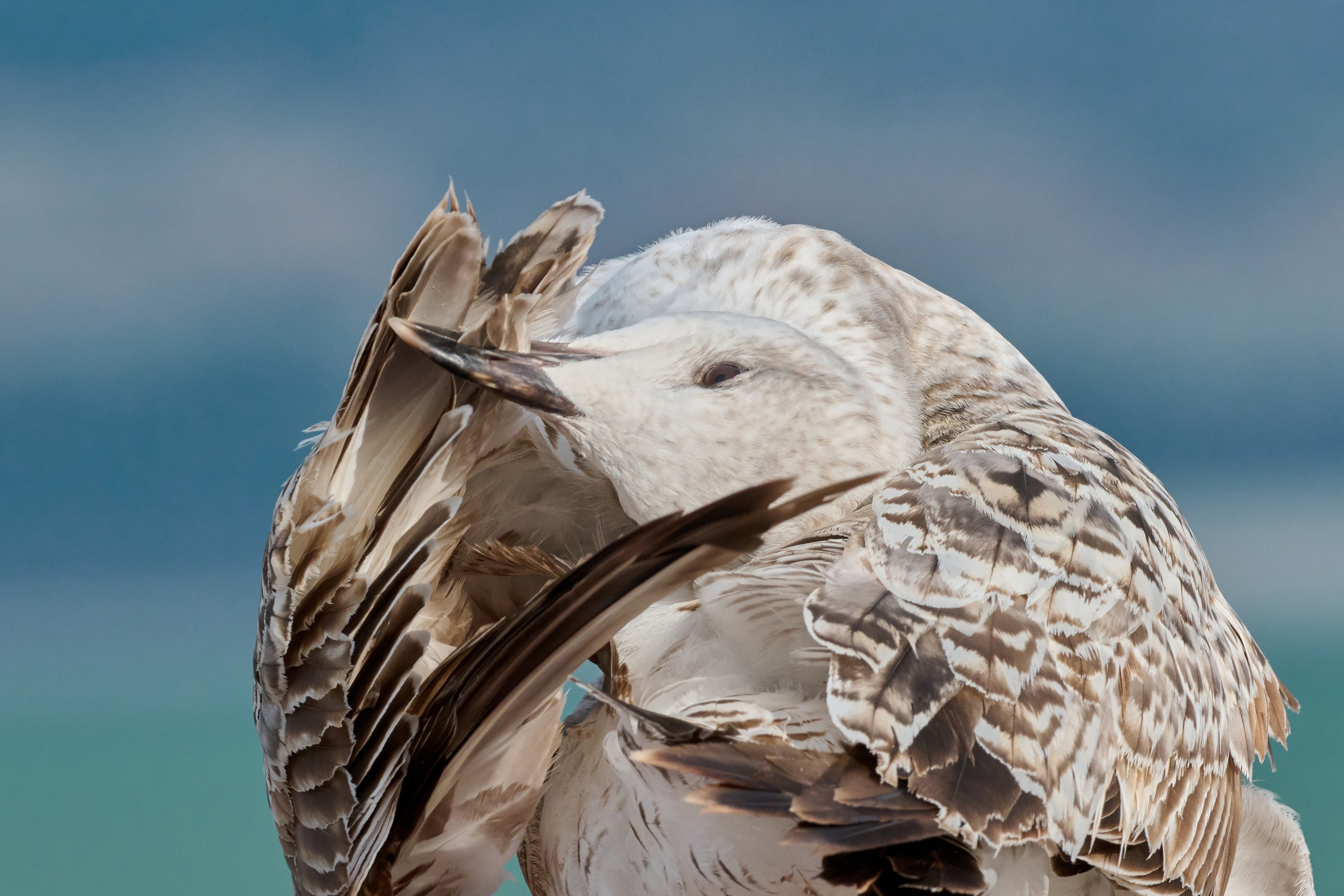 Фотографии животных. Яркие фото на Чёрном море