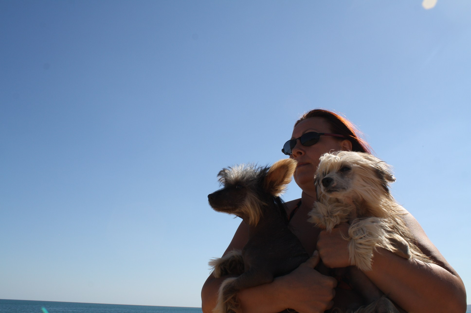 Dolzhanskaya Spit. Chinese Crested Dog Kennel Poale Ell