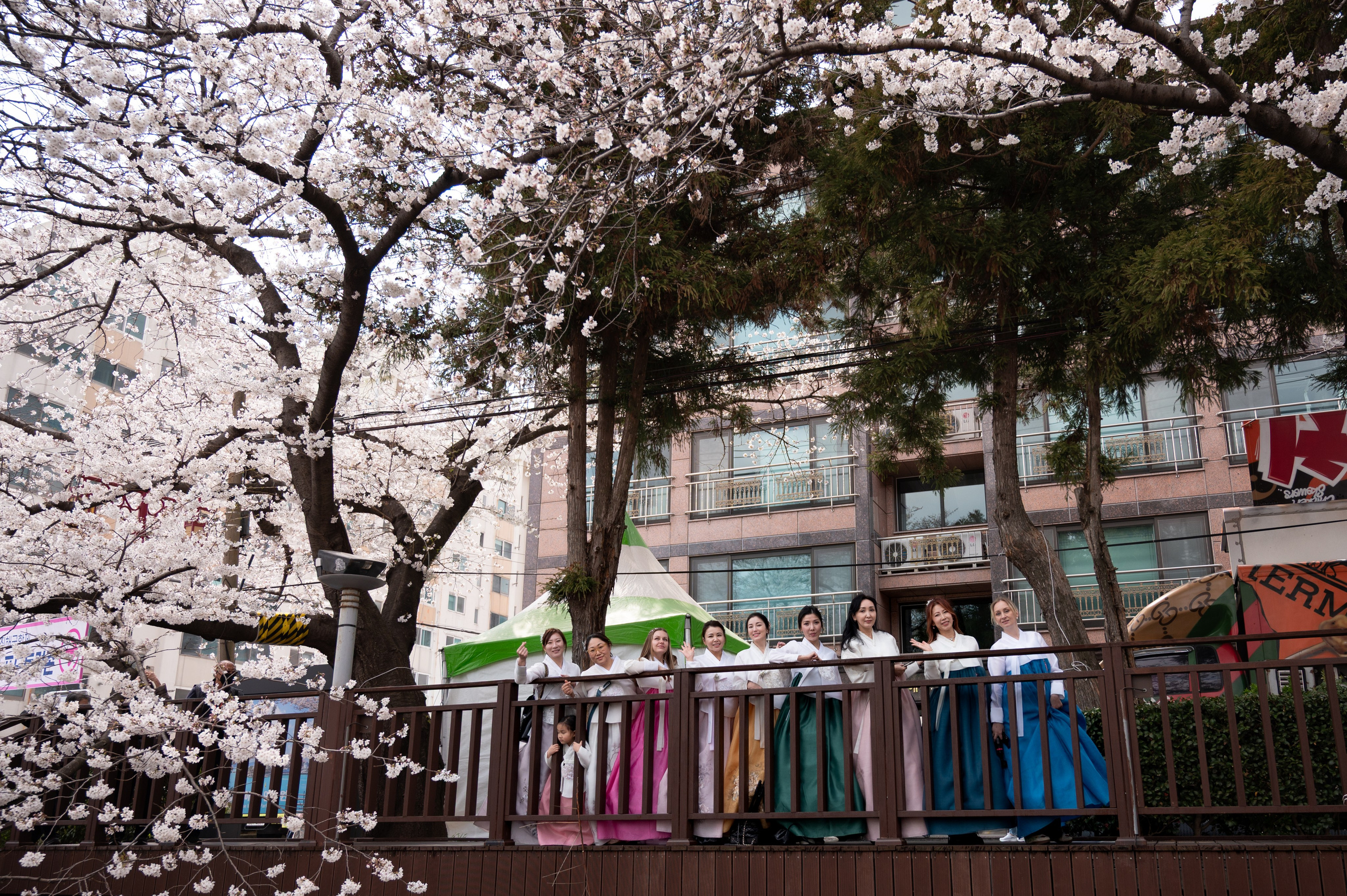 Cherry blossoms and people in hanbok on a Busan street in spring · 釜山旅拍