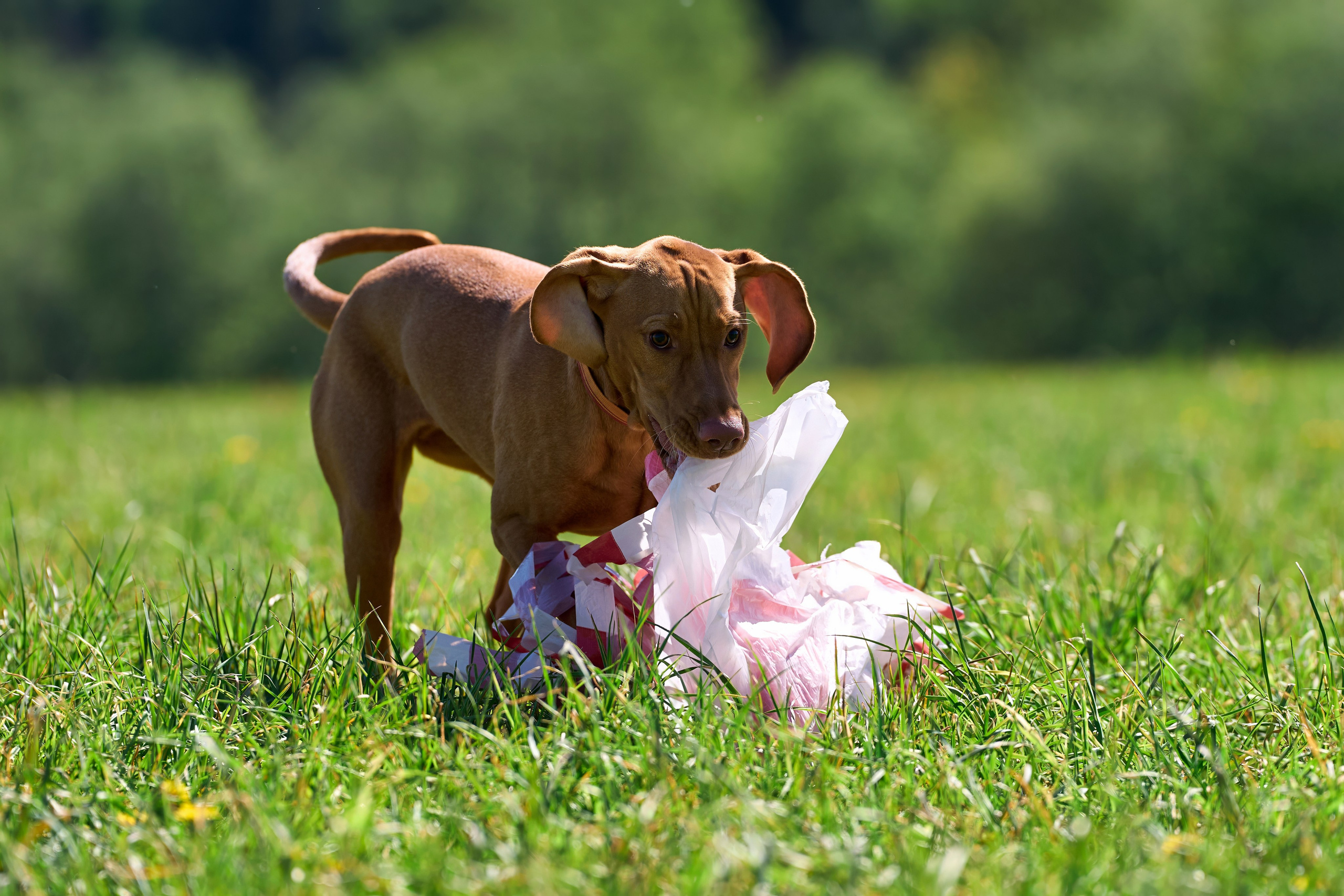Тренировка по курсингу «на Ярославке». Фотограф-анималист Михаил Манухин