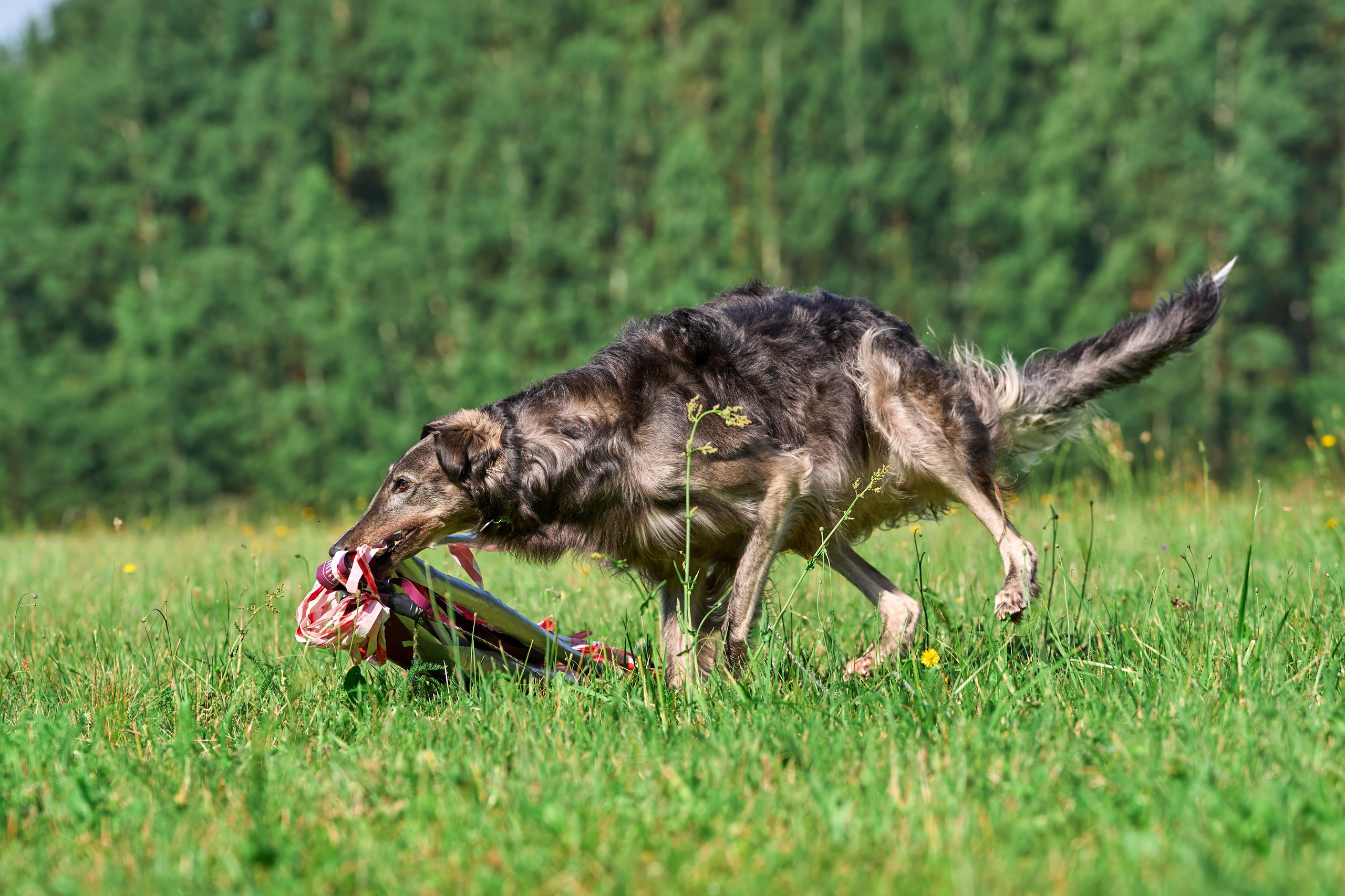 Тренировка по курсингу Донино. Фотограф-анималист Михаил Манухин