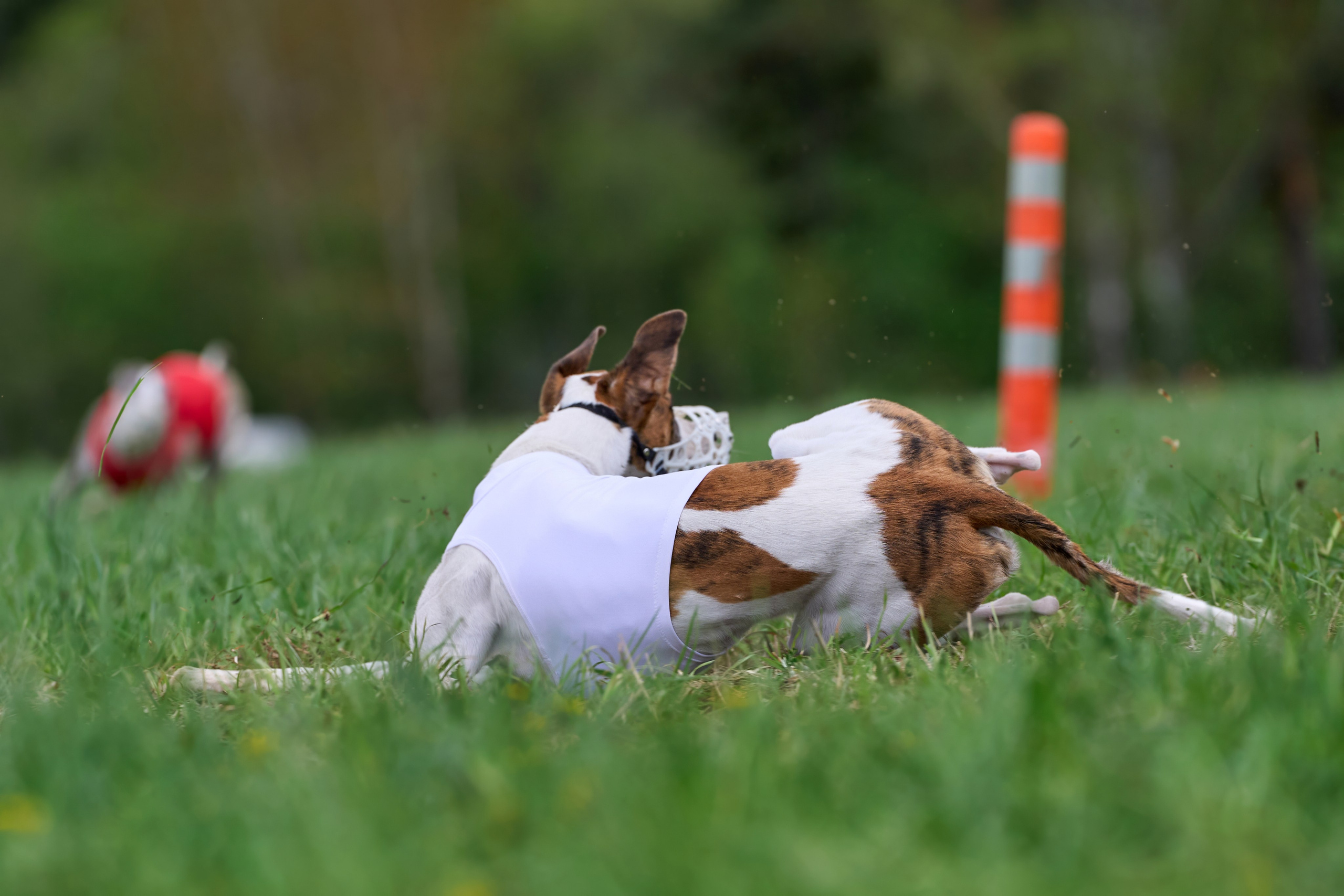 ПЧРКФ по курсингу. Фотограф-анималист Михаил Манухин