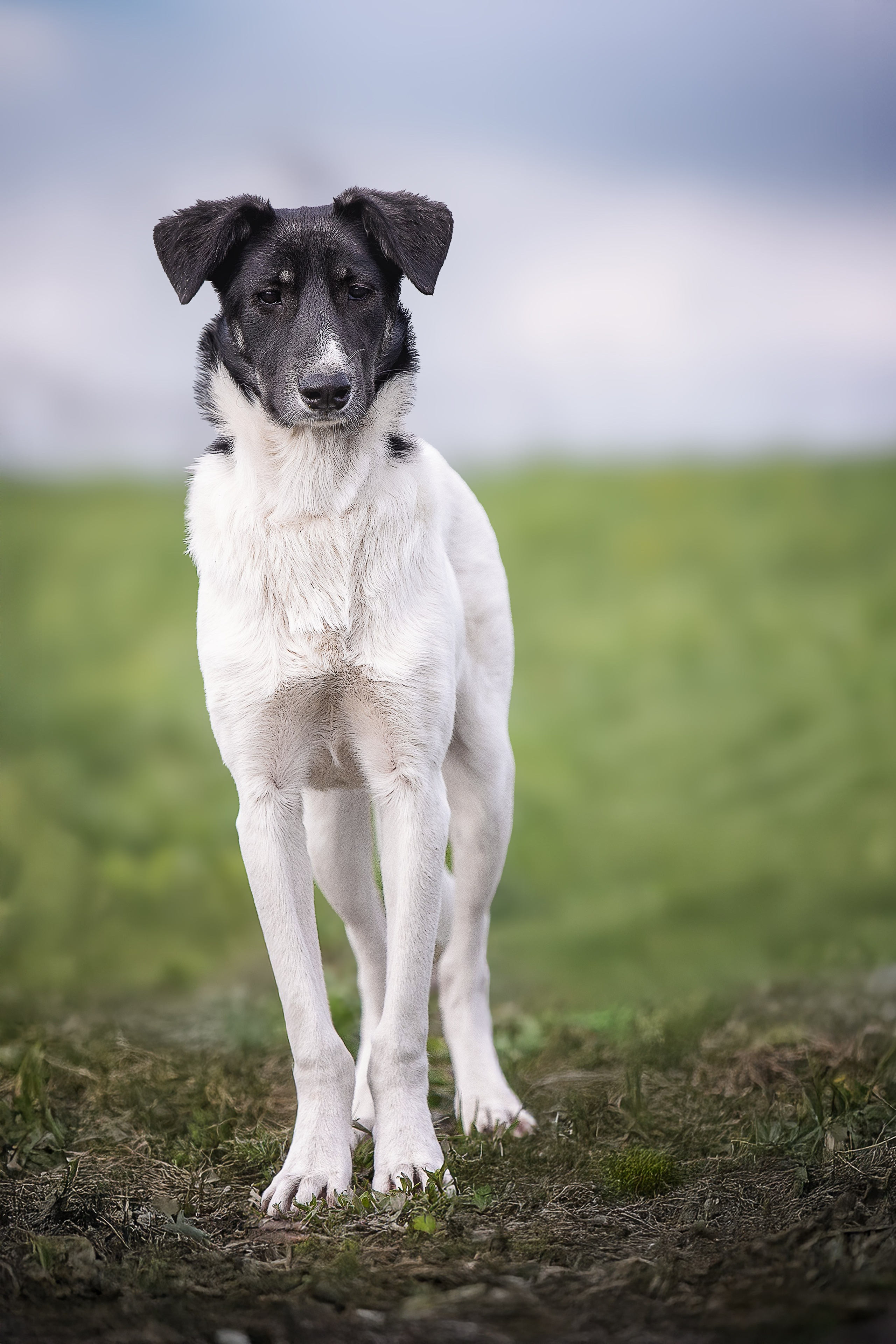 ИЩУТ ДОМ. Фотограф-анималист в Москве и Подмосковье