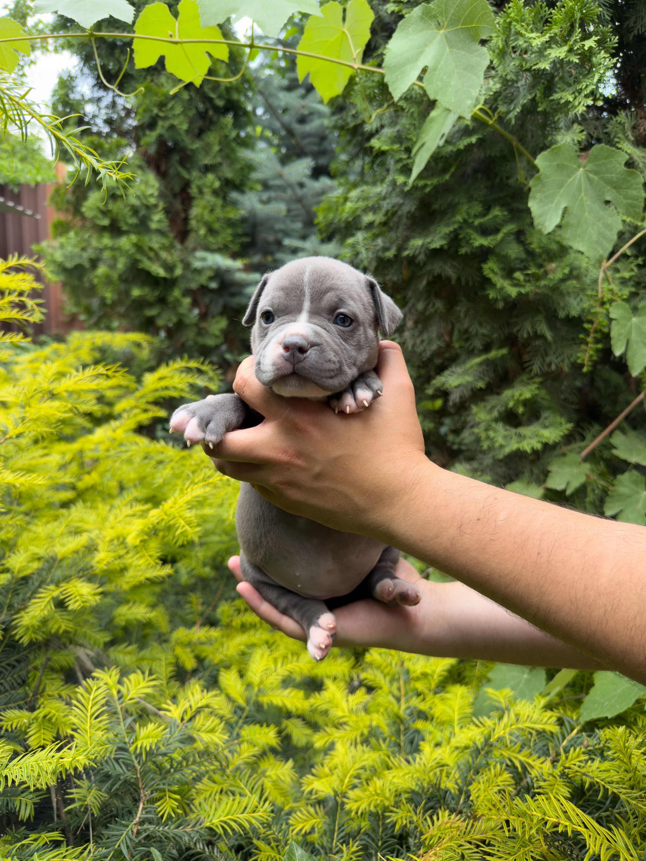 Помет Каспер и Адель. 08.05.25. Американский Булли в г. Ростов-на-Дону. Питомник THE POWER OF SIBERIA