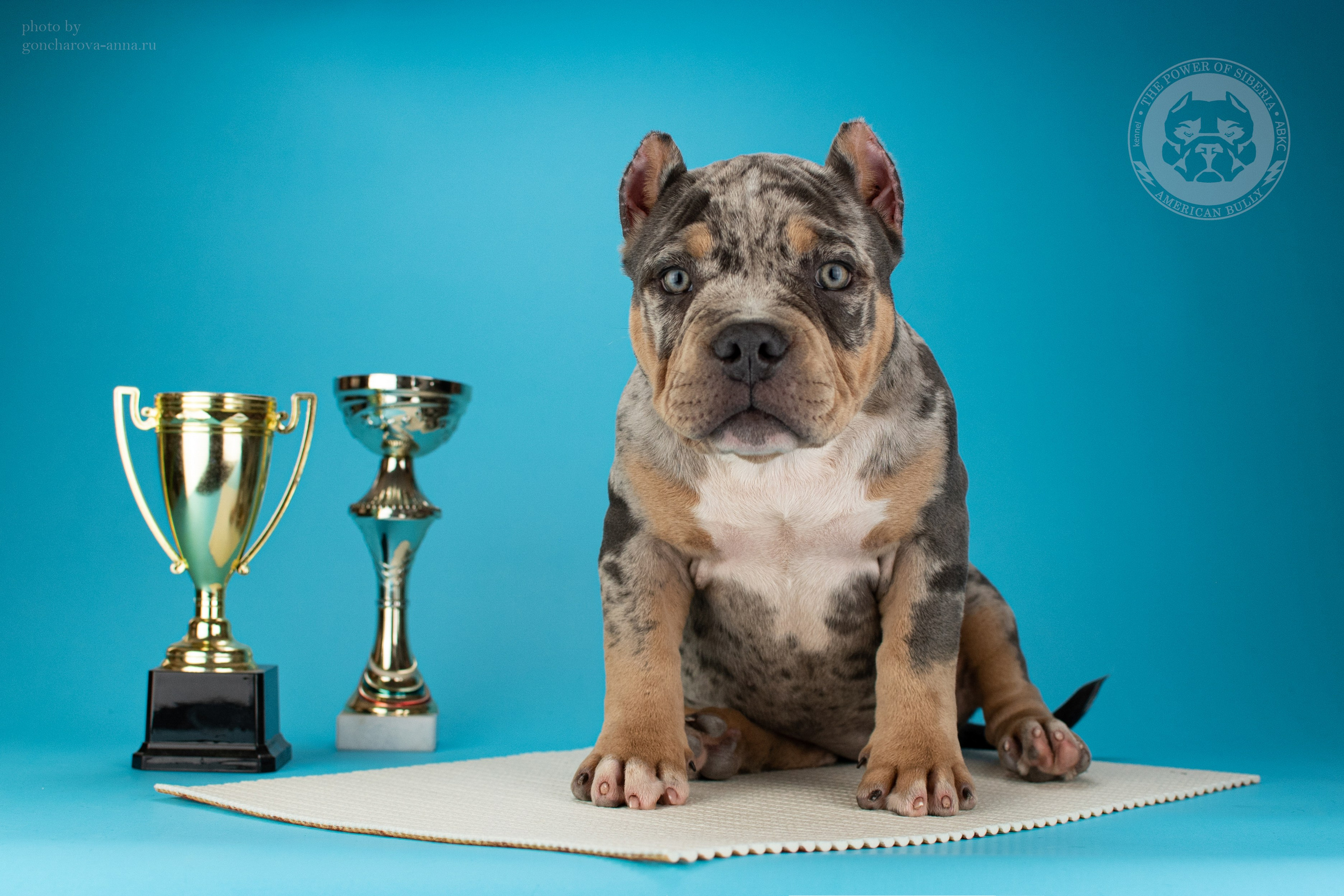 продажа щенков American Bully в Санкт-Петербурге