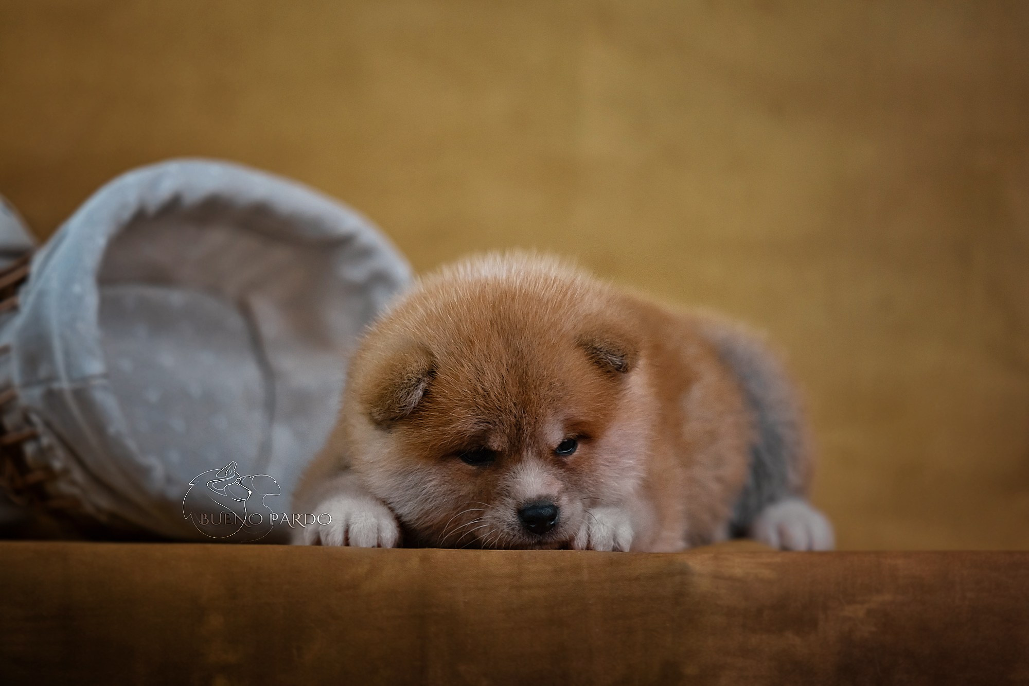 Щенки японской акита ину из питомника. Питомник собак Акита, Хаски, Корги
