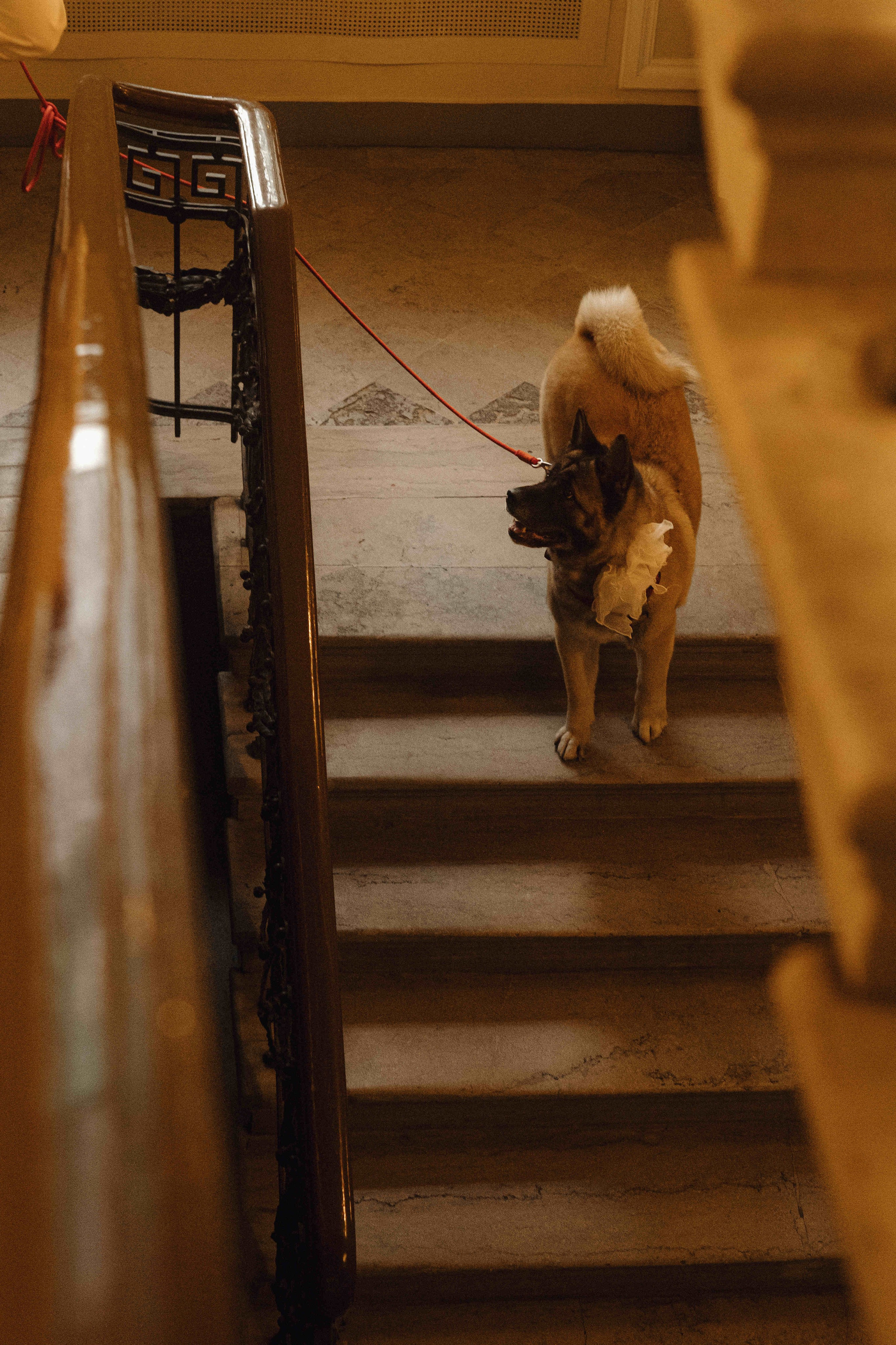 Love&Paws. Сентиментальная свадебная фотография