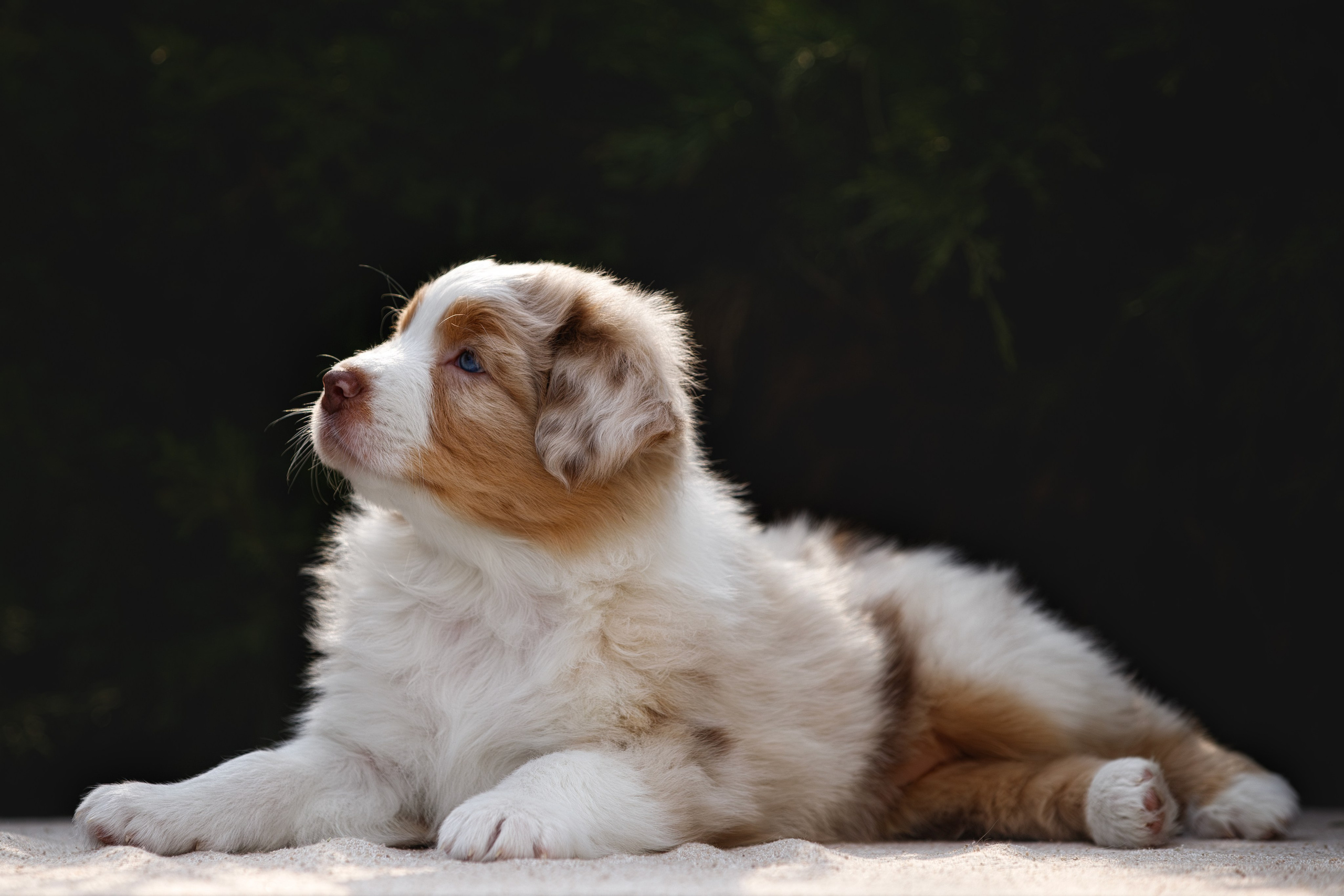 Щенки. Фотограф-анималист в Калуге Мария Шерскова