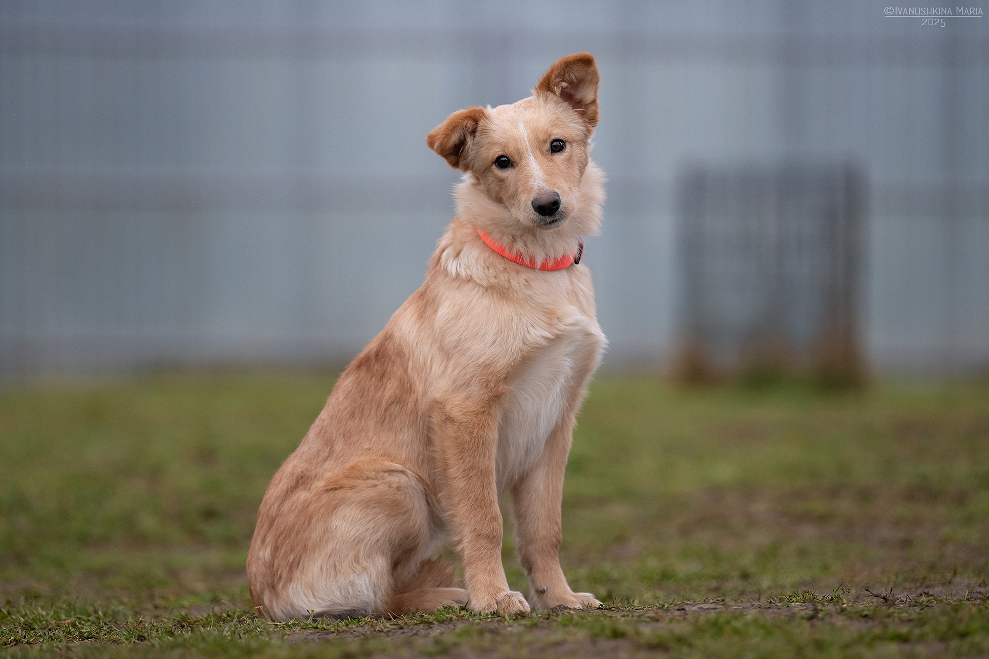 Пиарные фотосессии собак на пристройство. Фотограф собак в Москве и Московской области Иванушкина Мария