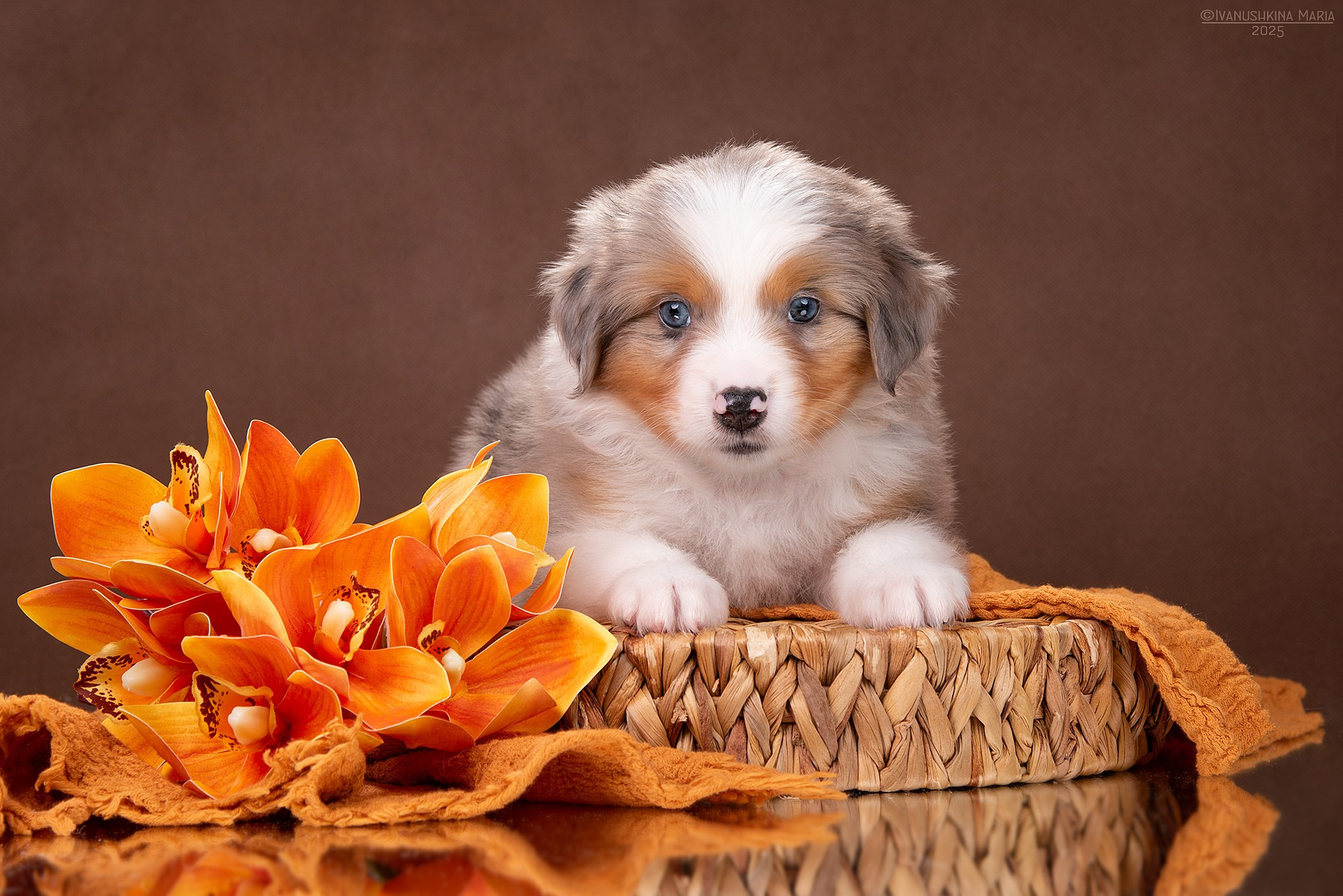 Фотосессия щенков на фонах. Фотограф собак в Москве и Московской области Иванушкина Мария