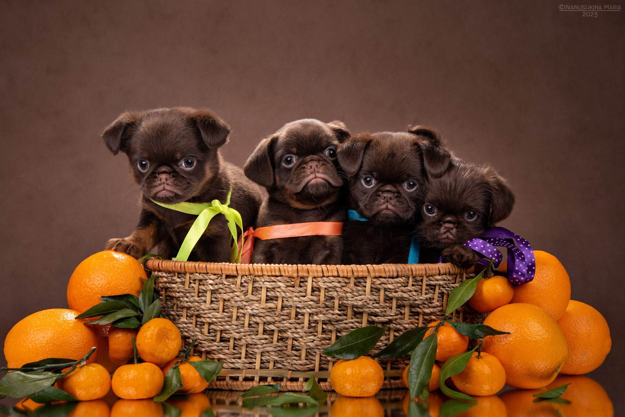 Фотосессия щенков на фонах. Фотограф собак в Москве и Московской области Иванушкина Мария