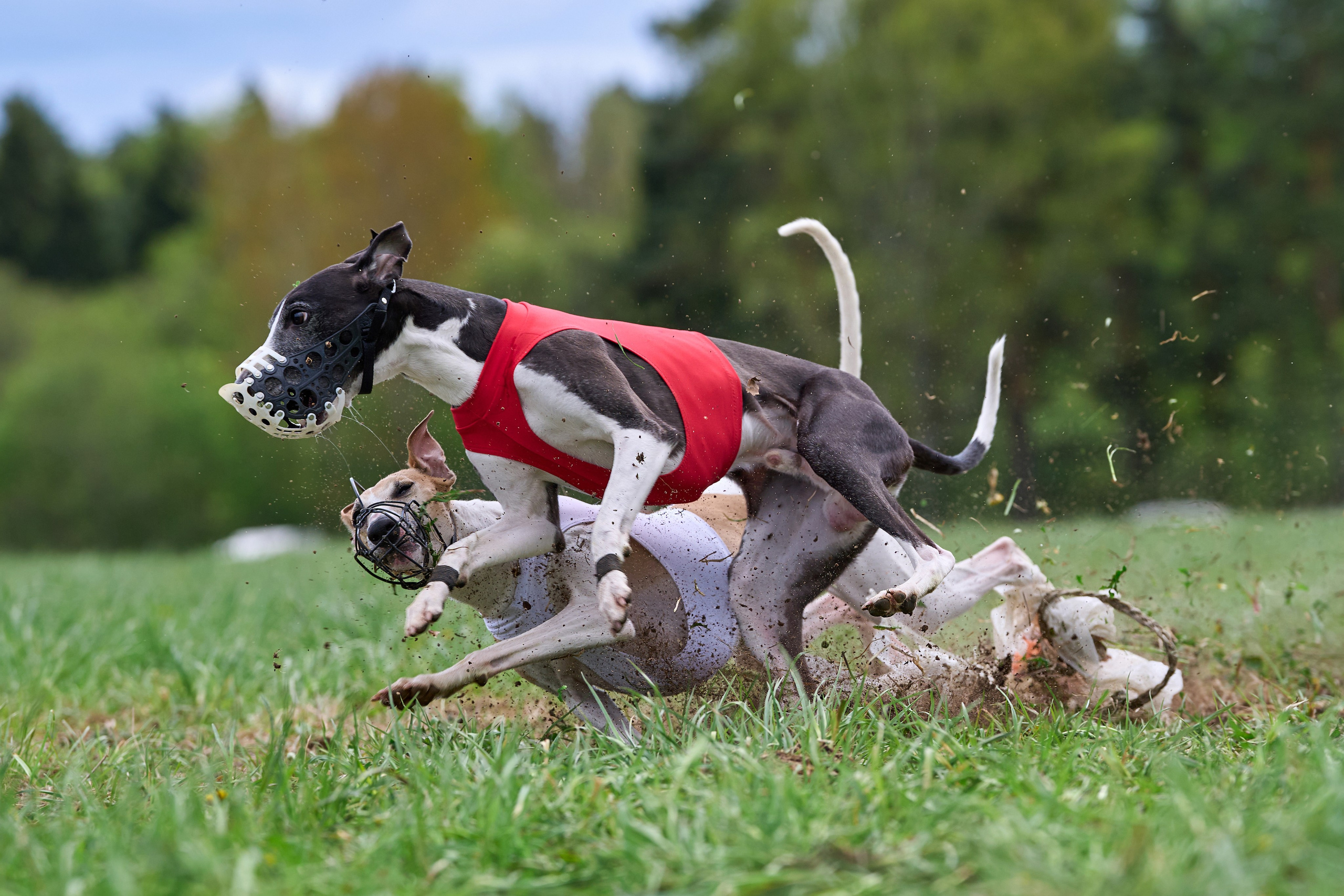 ПЧРКФ по курсингу. Фотограф-анималист Михаил Манухин