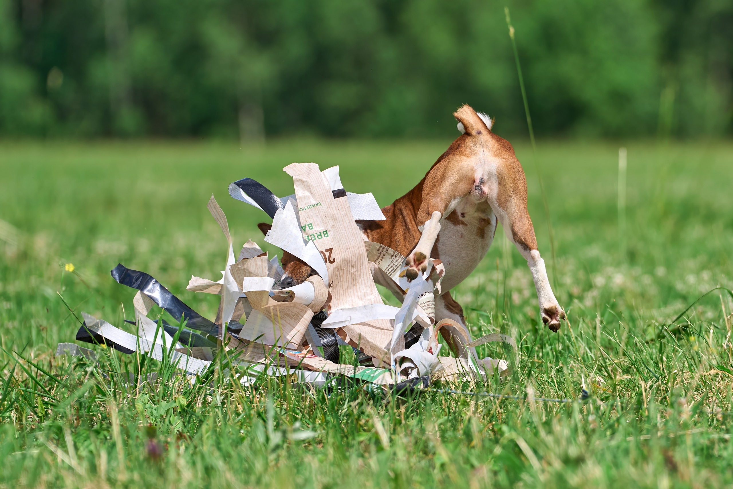 Тренировка по курсингу в Донино. Фотограф-анималист Михаил Манухин