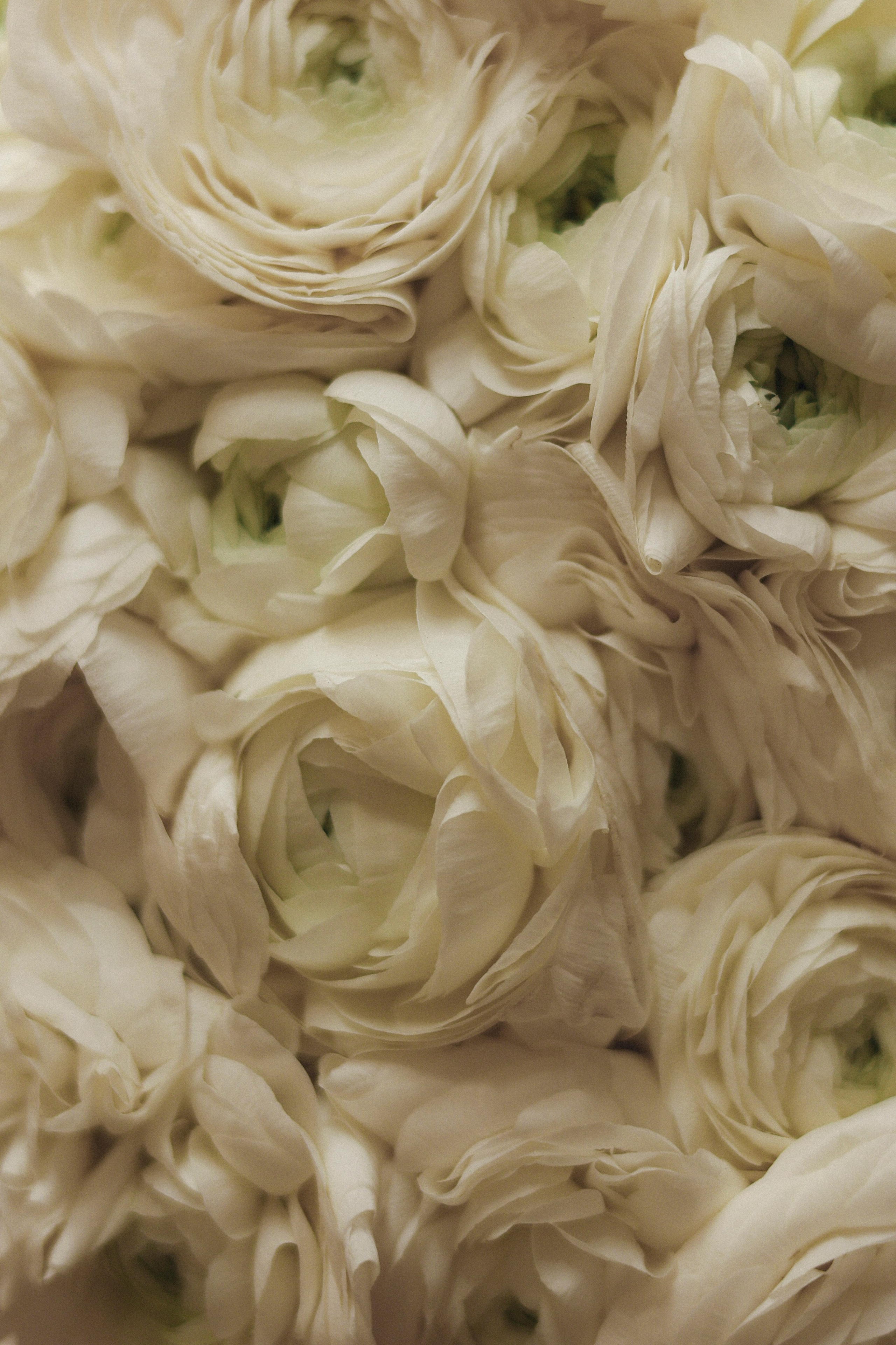 Свадебный, портретный, семейный фотограф. Севастополь, Ялта, Симферополь, Крым. Видеограф в Крыму на свадьбу