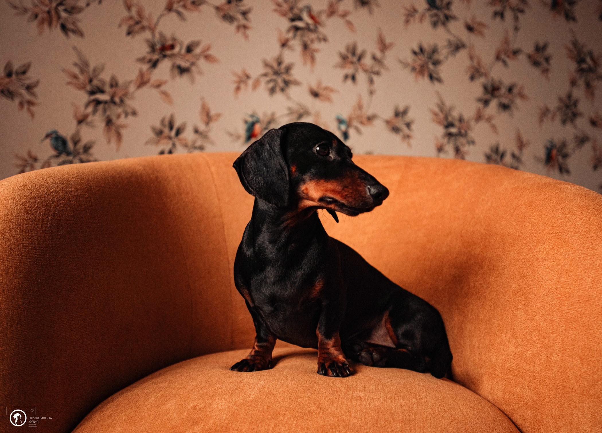 Таня и Грант. Фотограф — анималист Саратов/Москва|Плужникова Юлия