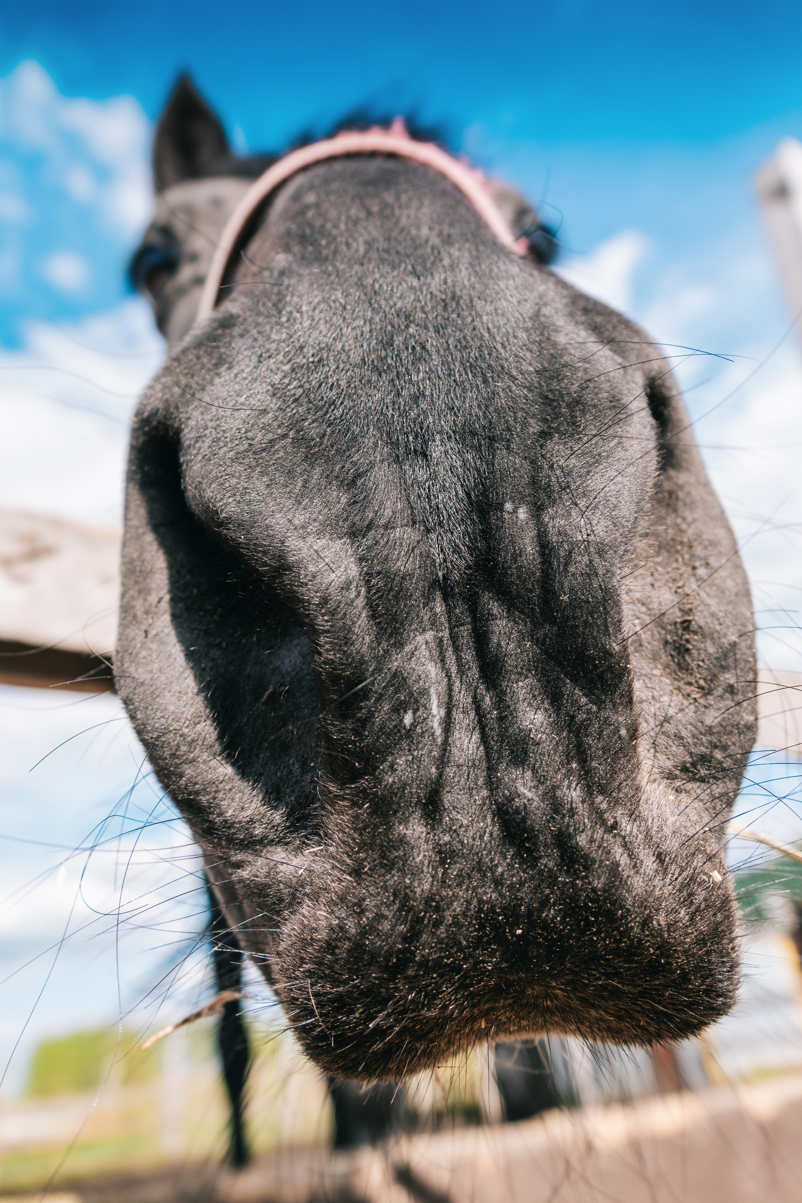 Лошадки. Фотограф-анималист в Москве Юлия Лайхо