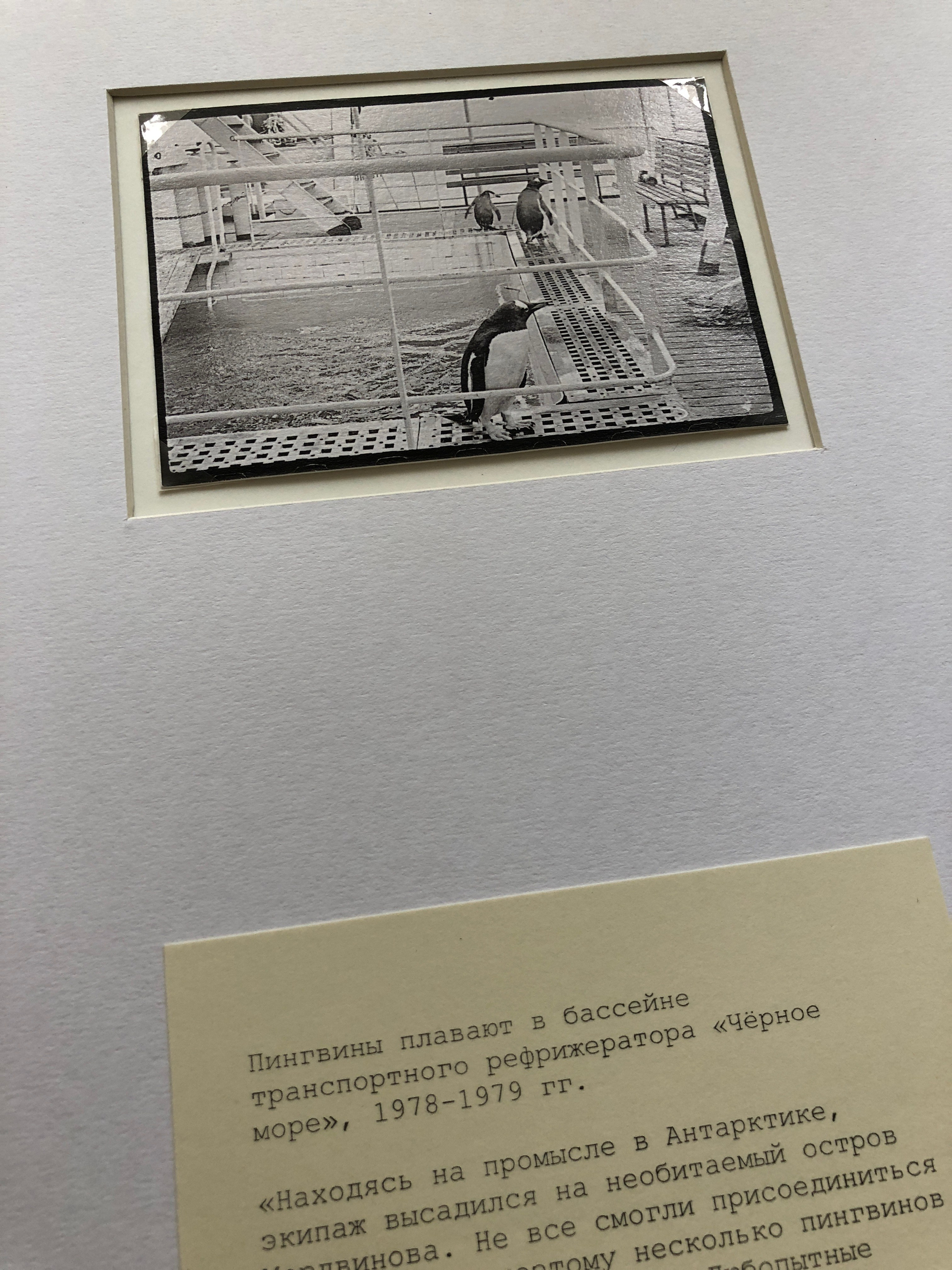 ◽ Соленый альбом. Елена Аносова — художница и исследовательница, куратор и лектор