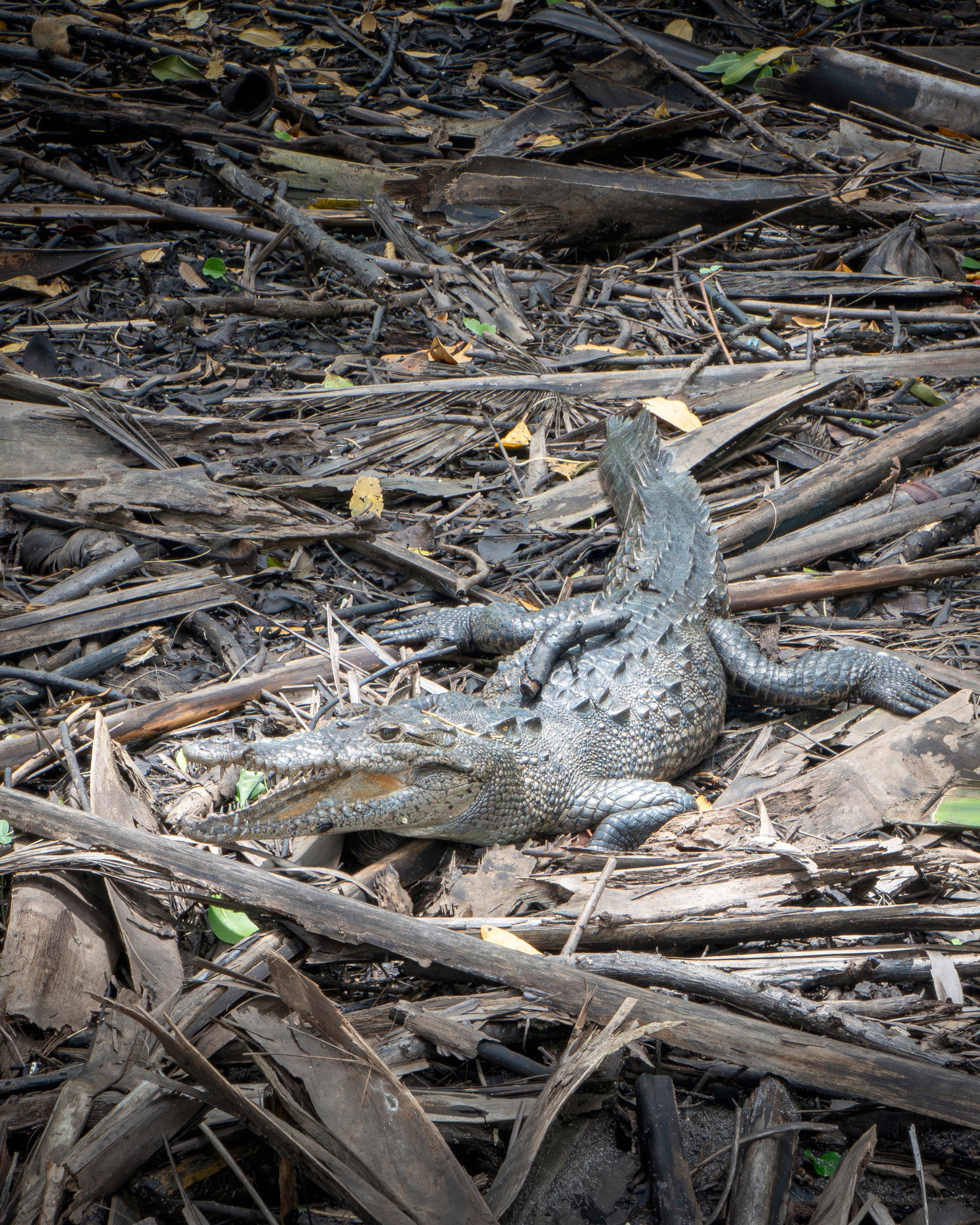 Crocos’ Paradise. CDMX Photography | Alex Klenin| Portrait & Event Photographer