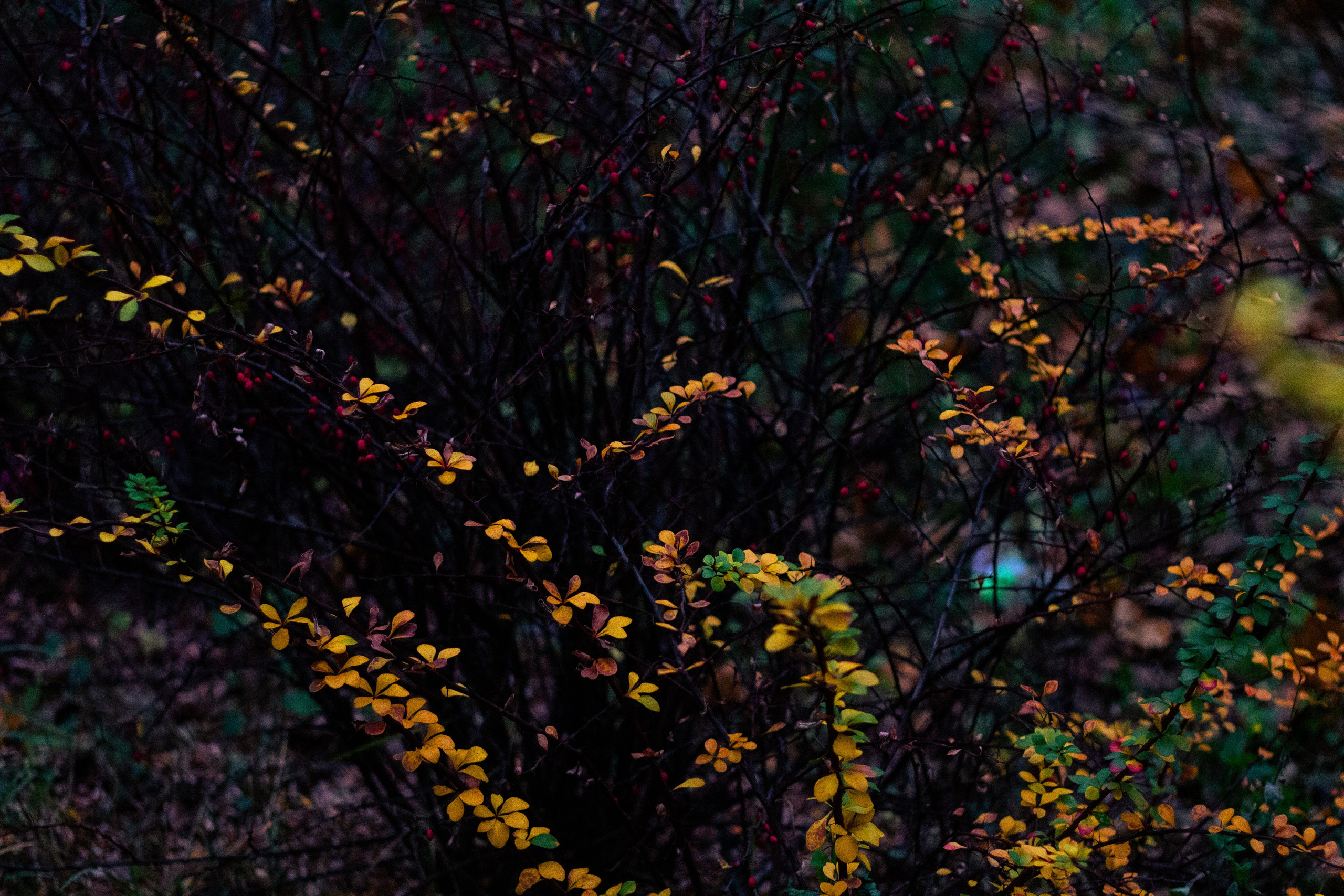 Осень в Москве. Фотограф Москва, портрет, стрит, репортаж. Художественная фотосессия