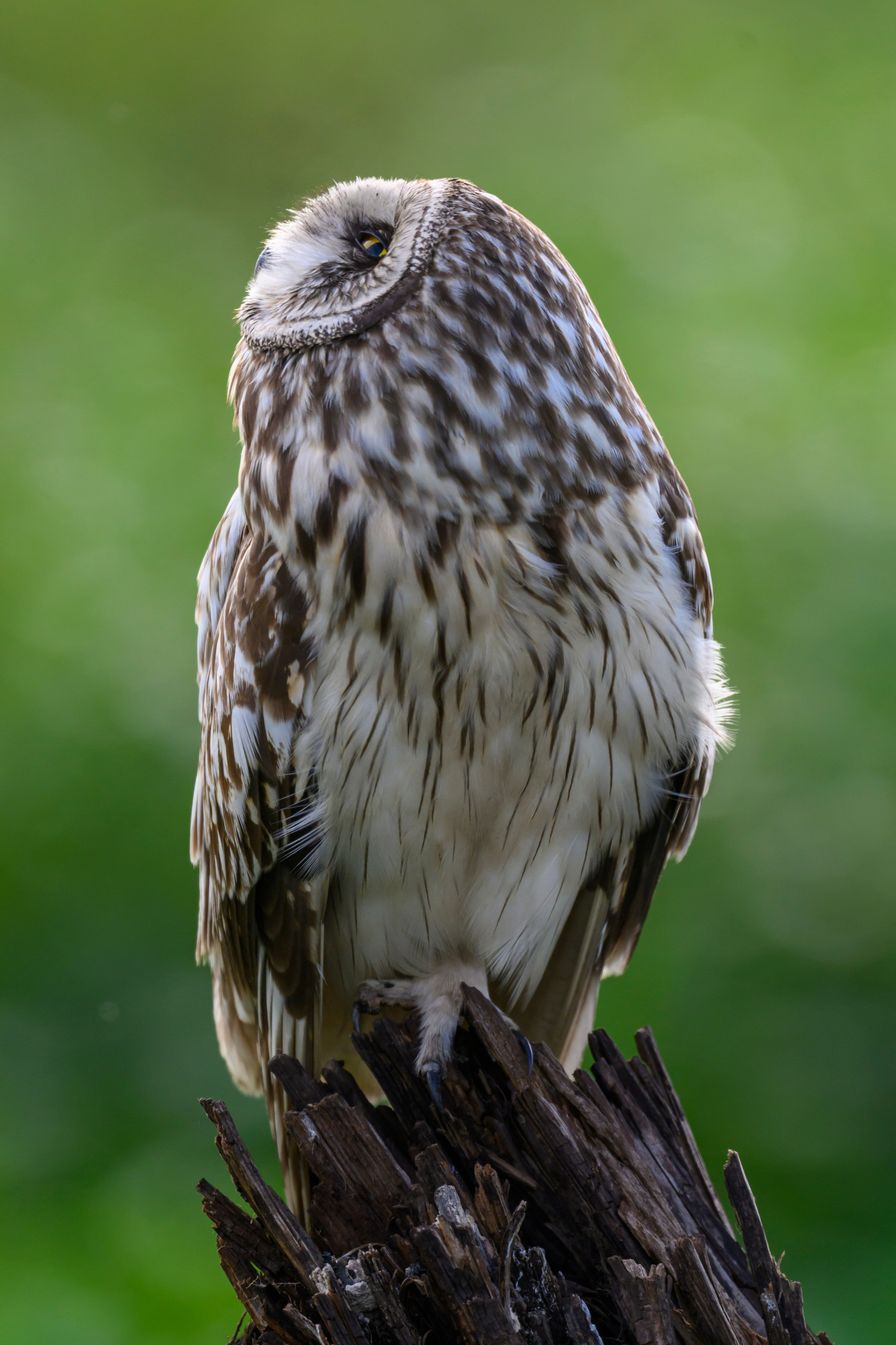 Сова на рассвете. Owl at dawn. Wildlife photography by Sergey Puponin