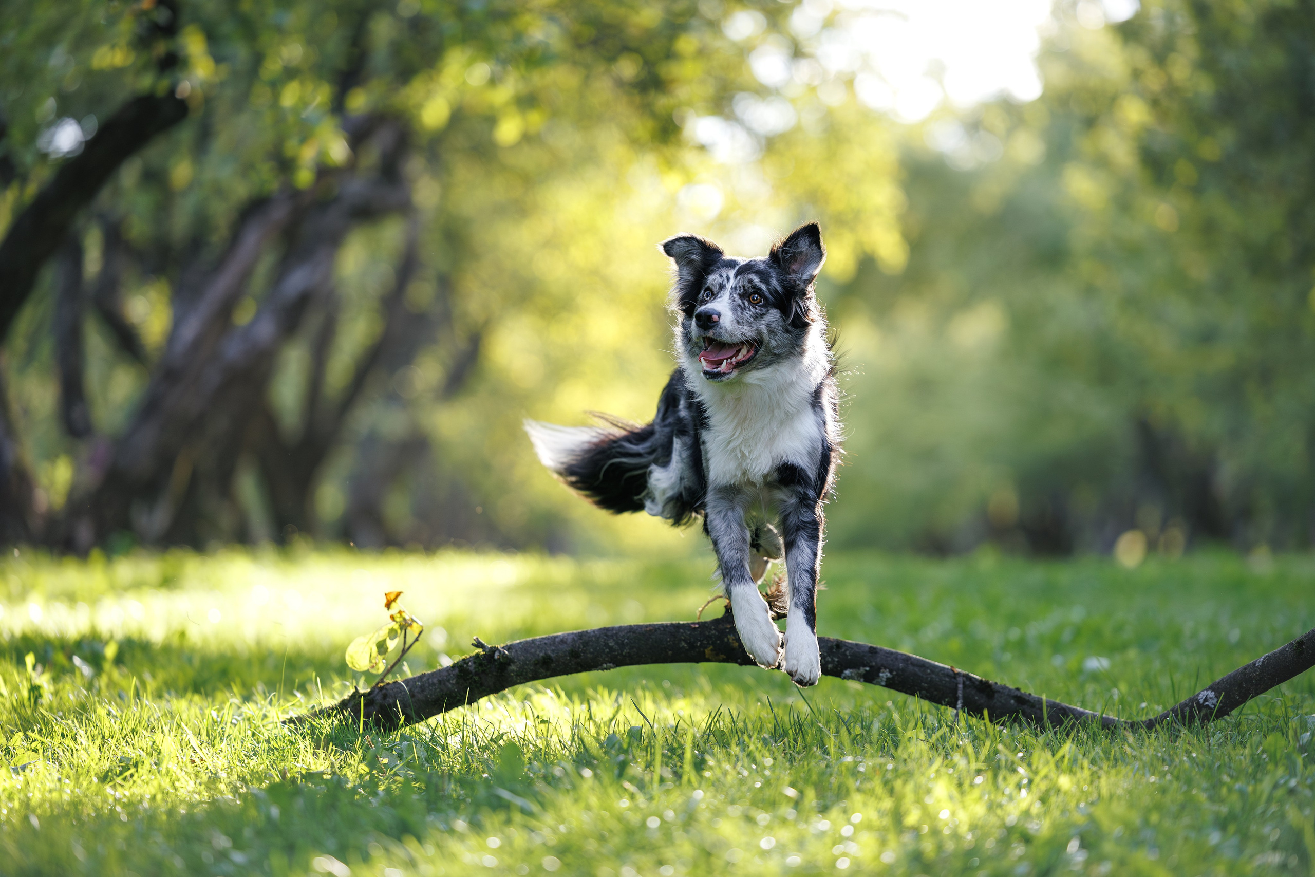 Фотограф Анималист в Москве Анастасия Жучкова