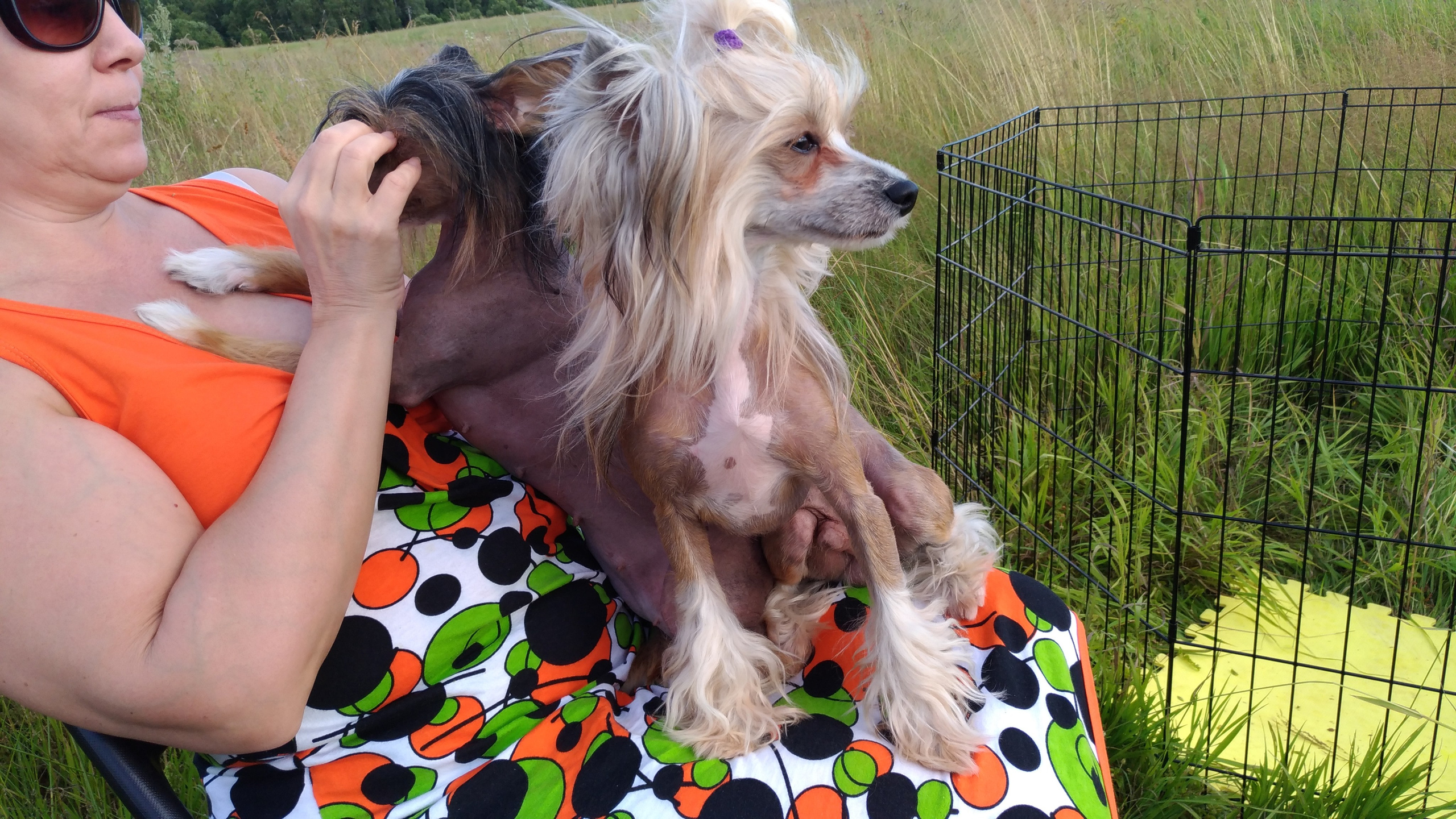 В поле под присмотром сокола. Питомник китайских хохлатых собак Poale Ell: купить щенка в питомнике