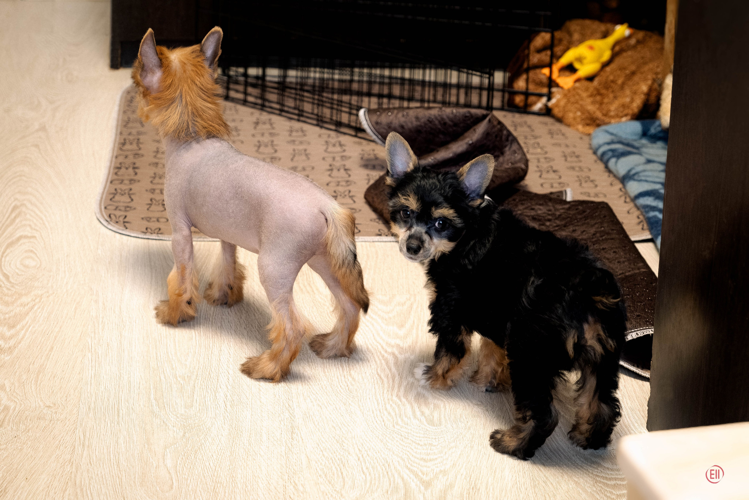 Poale Ell Grace. Chinese Crested Dog Kennel Poale Ell