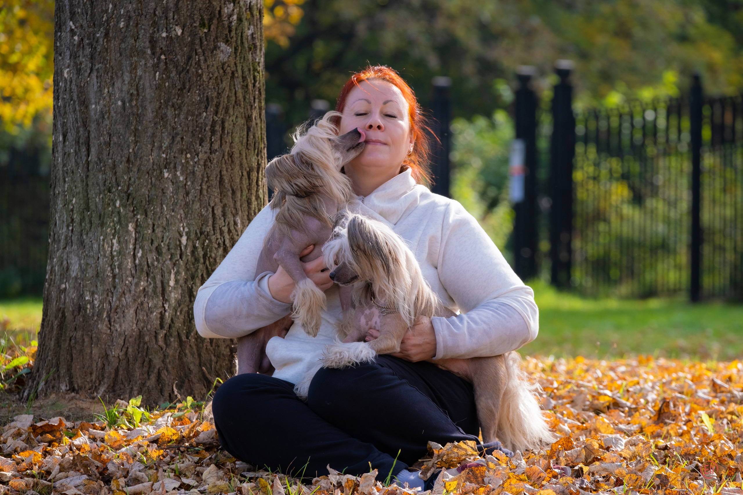 On a walk. Chinese Crested Dog Kennel Poale Ell