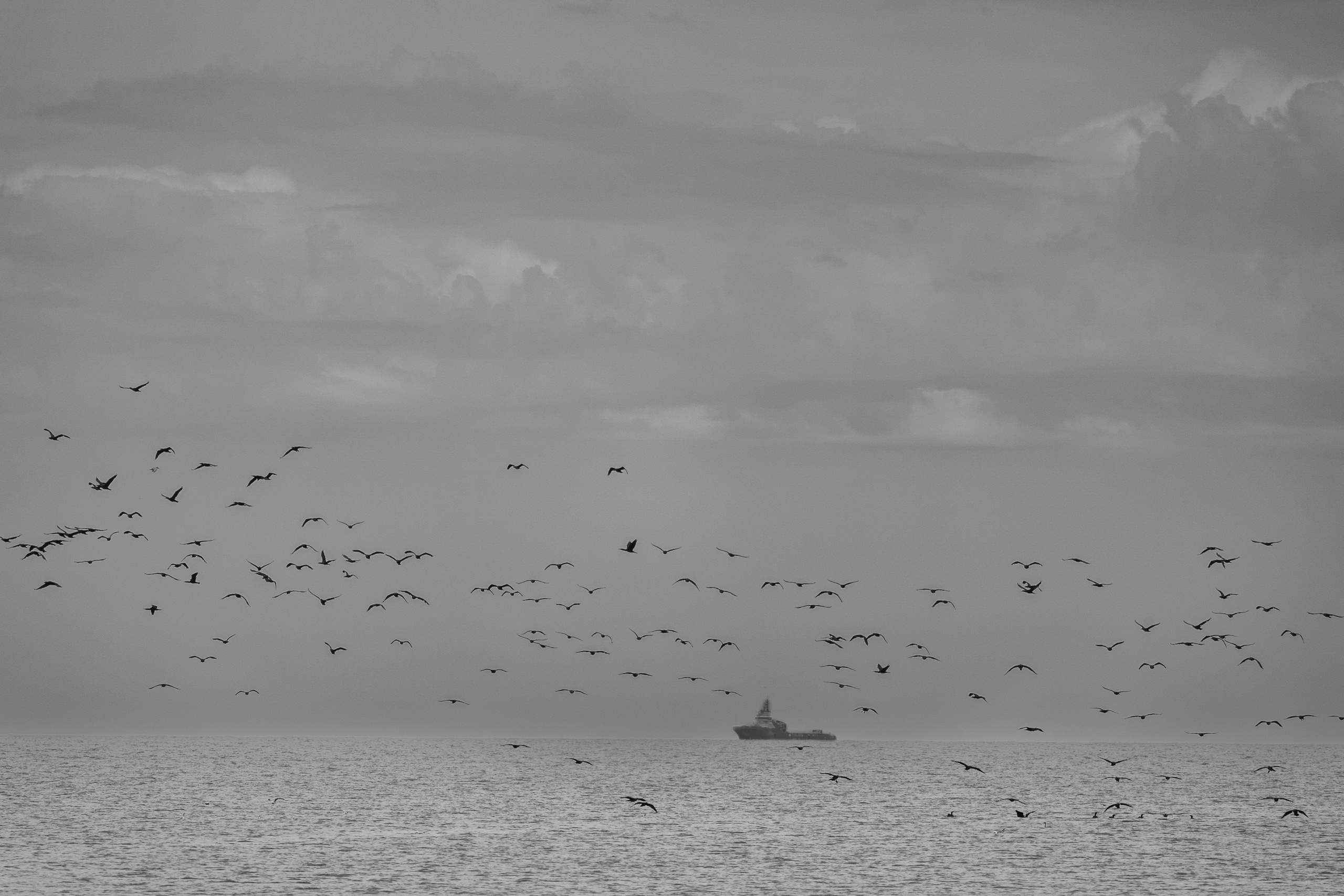 чайки на море