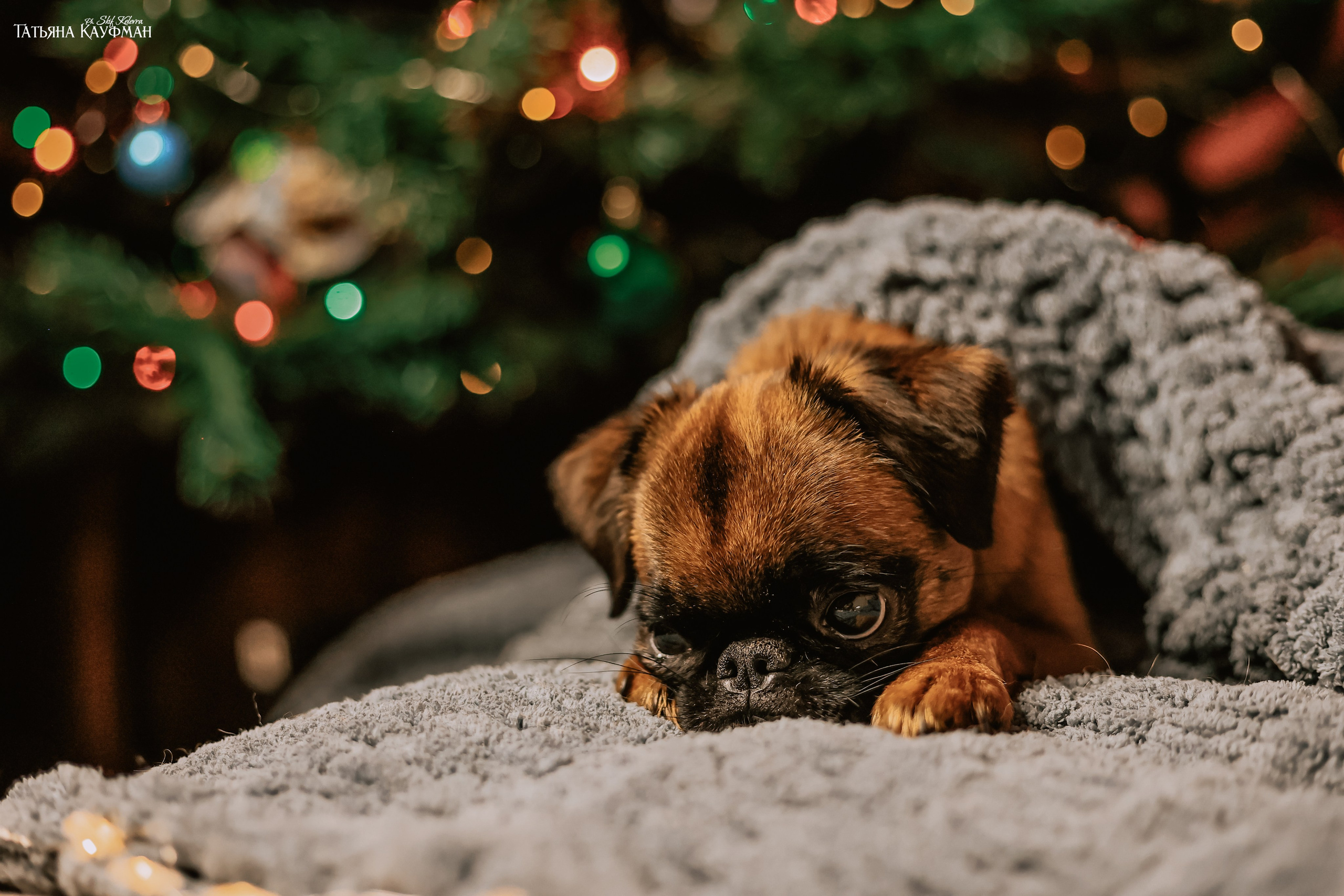 Малый брабансон, фотография брабансон, красивая собака, фотограф анималист, фотокурс Анималистика, научиться фотографировать собак, фотограф Новосибирск