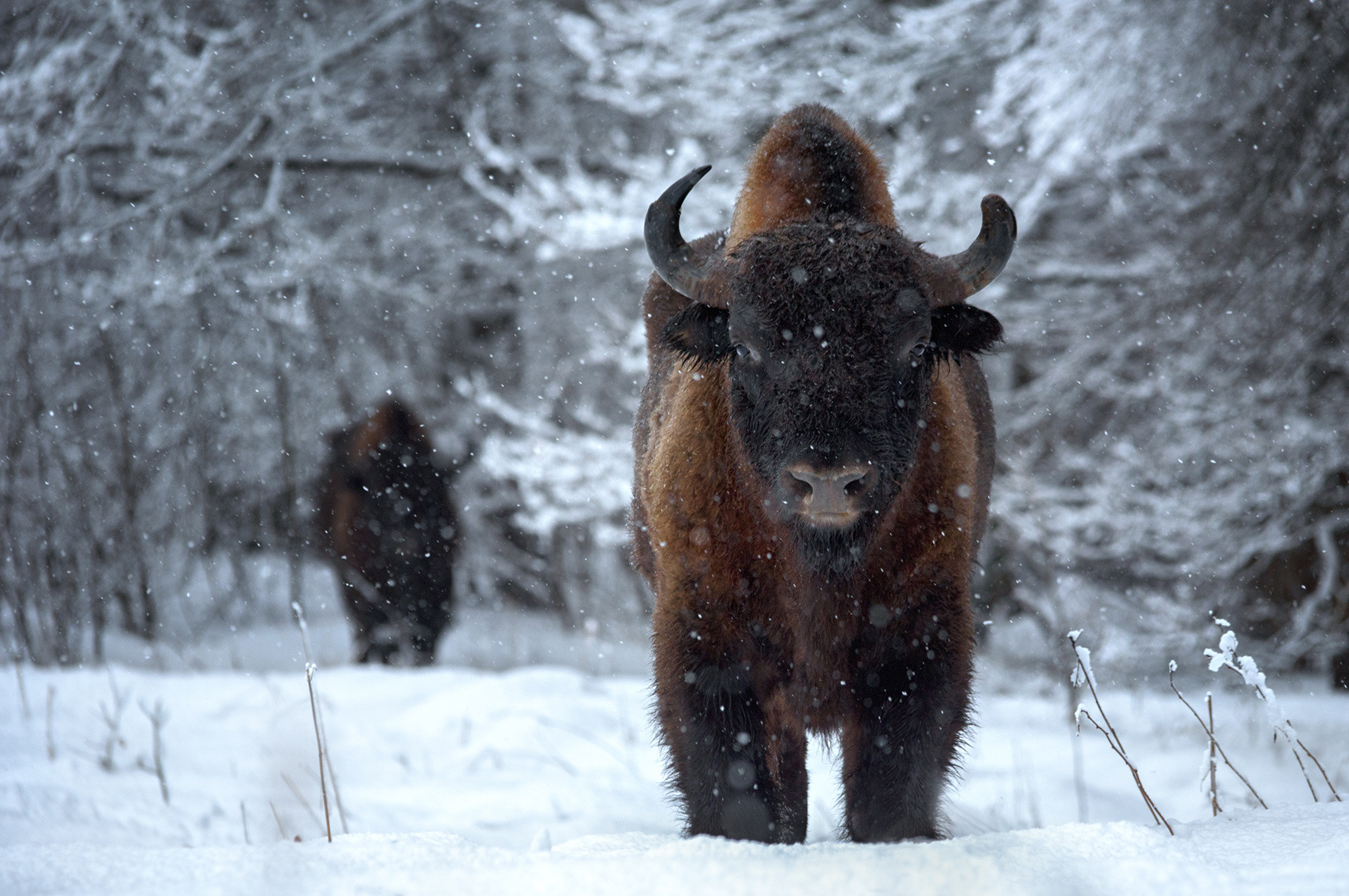 фототуры, фототур, экспедиция, животные, приключение, путешествие, поездка, туры выходного дня, туры по России, фототуры по России, дикая природа, зубры, Калужские засеки