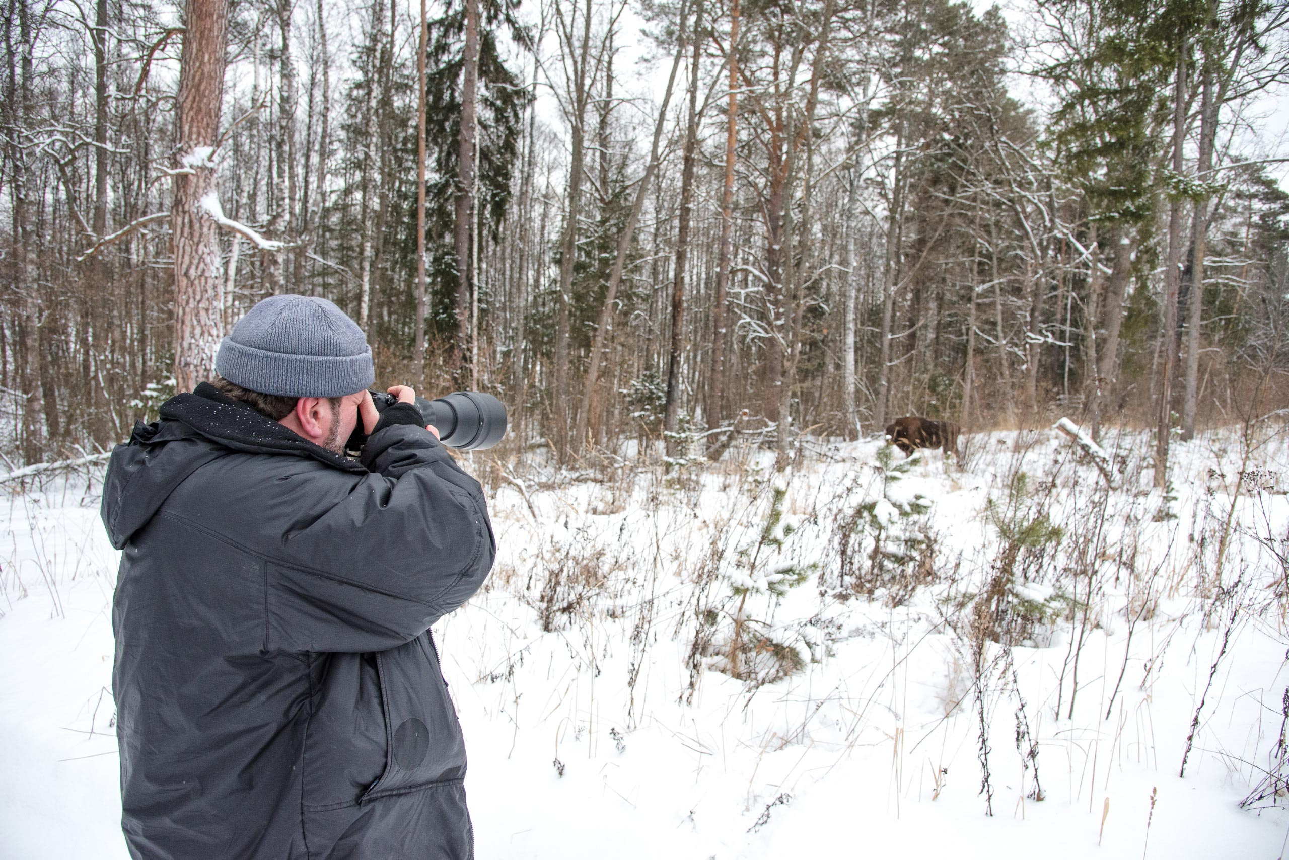 фототуры, фототур, экспедиция, животные, приключение, путешествие, поездка, туры выходного дня, туры по России, фототуры по России, дикая природа, зубры, Калужские засеки